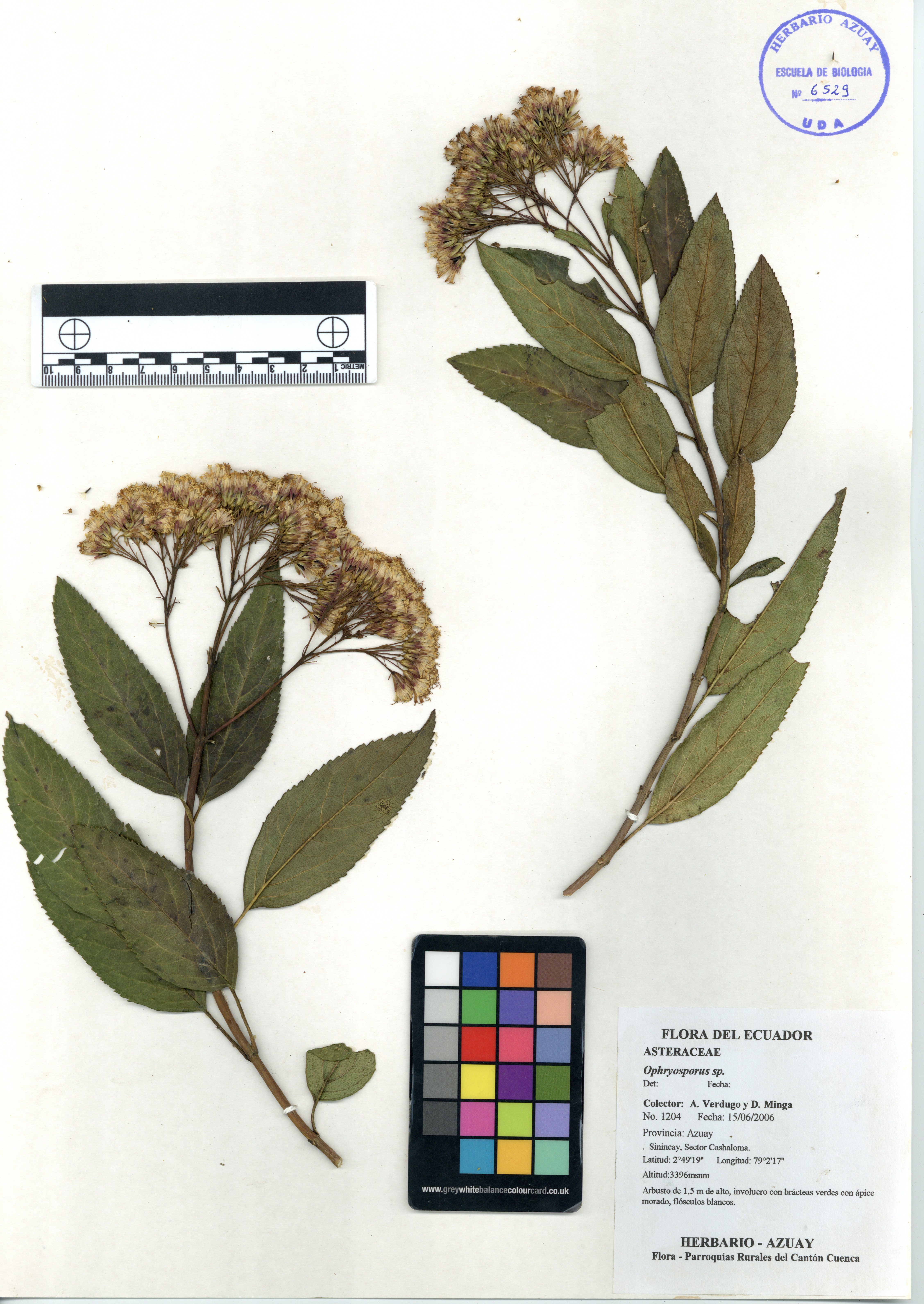 Ophryosporus sp. SIN DETERMINAR