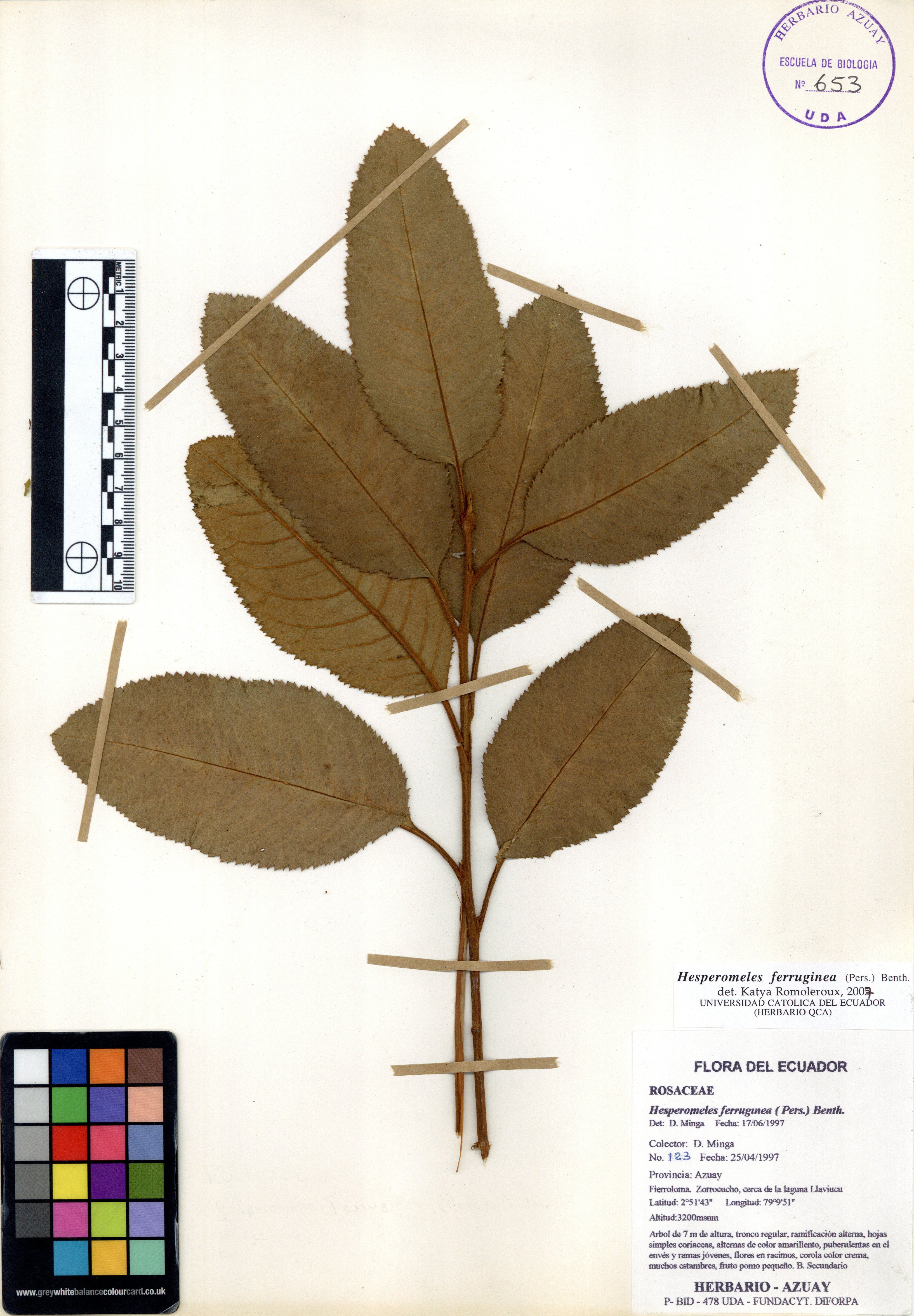 Hesperomeles ferruginea ( Pers.) Benth.