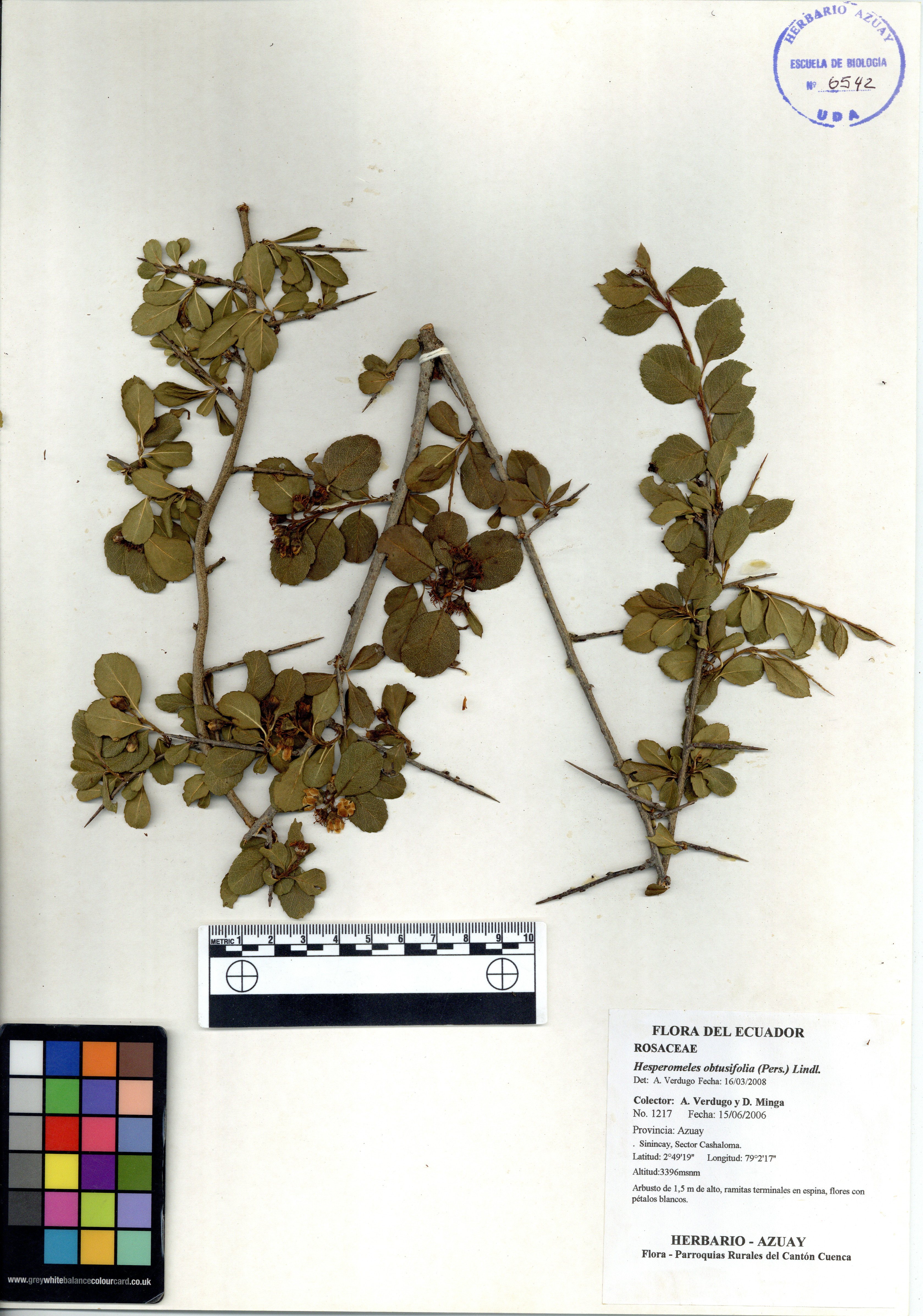 Hesperomeles obtusifolia (Pers.) Lindl.