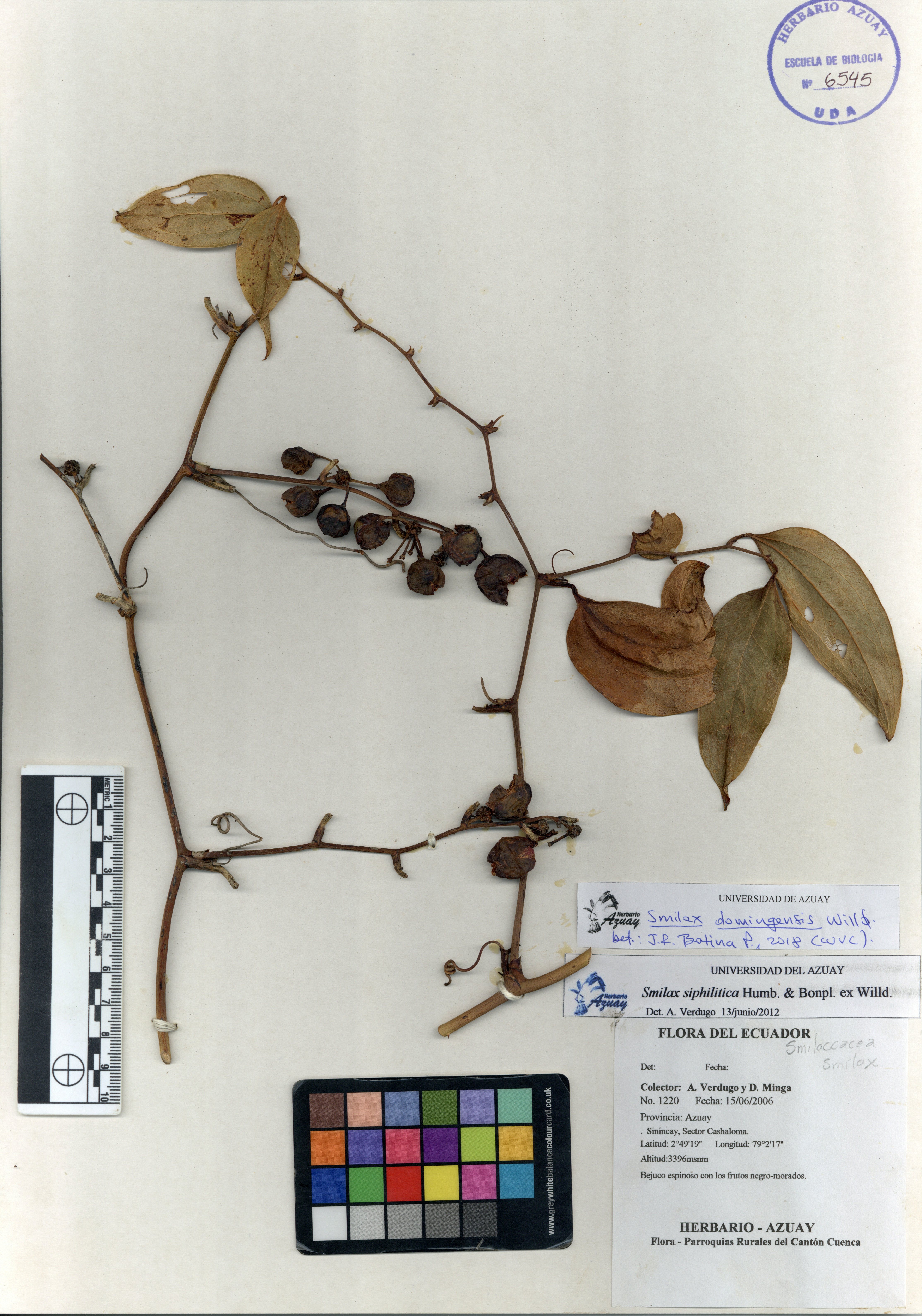 Smilax domingensis Willd.