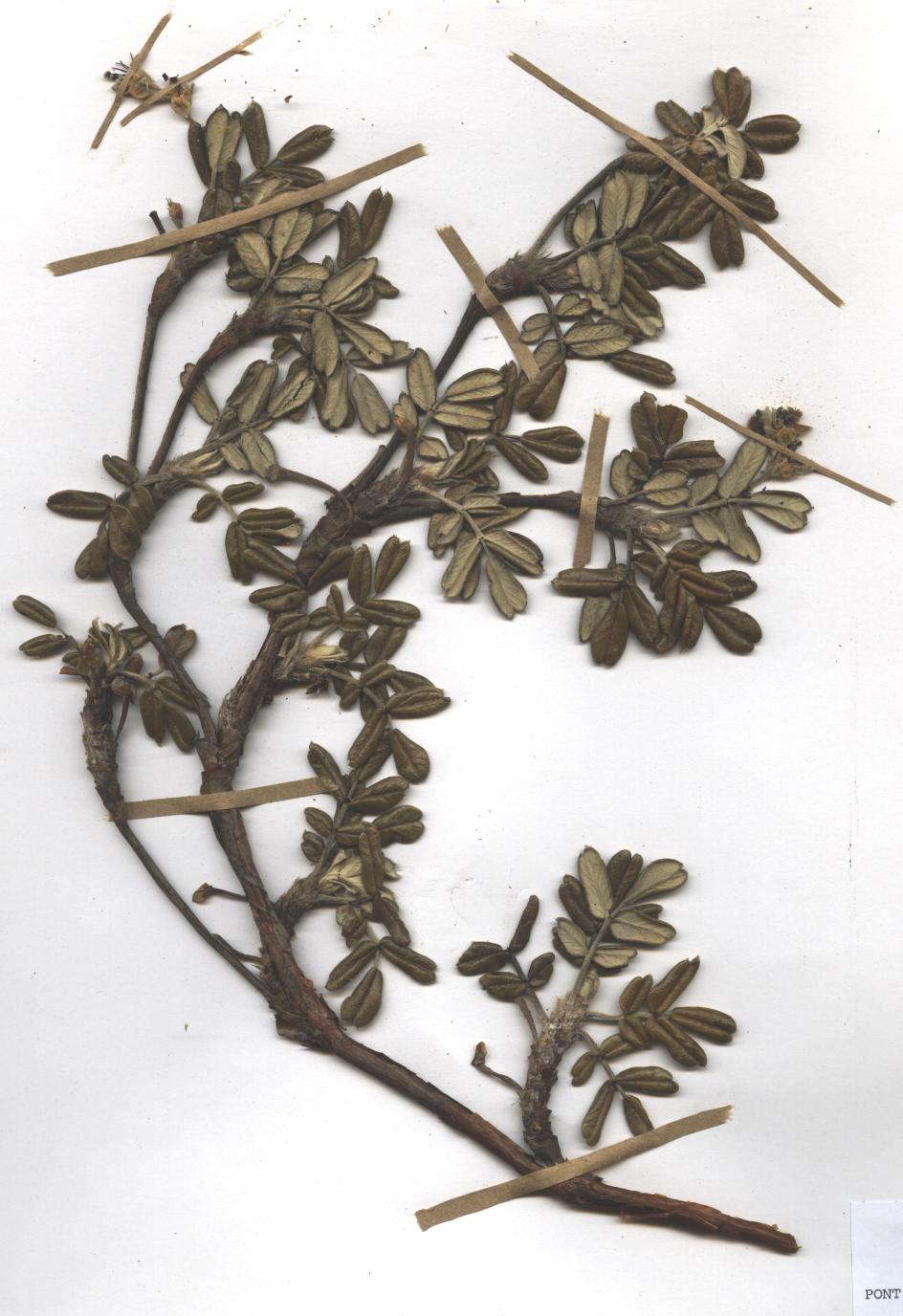 Polylepis reticulata Hieron.