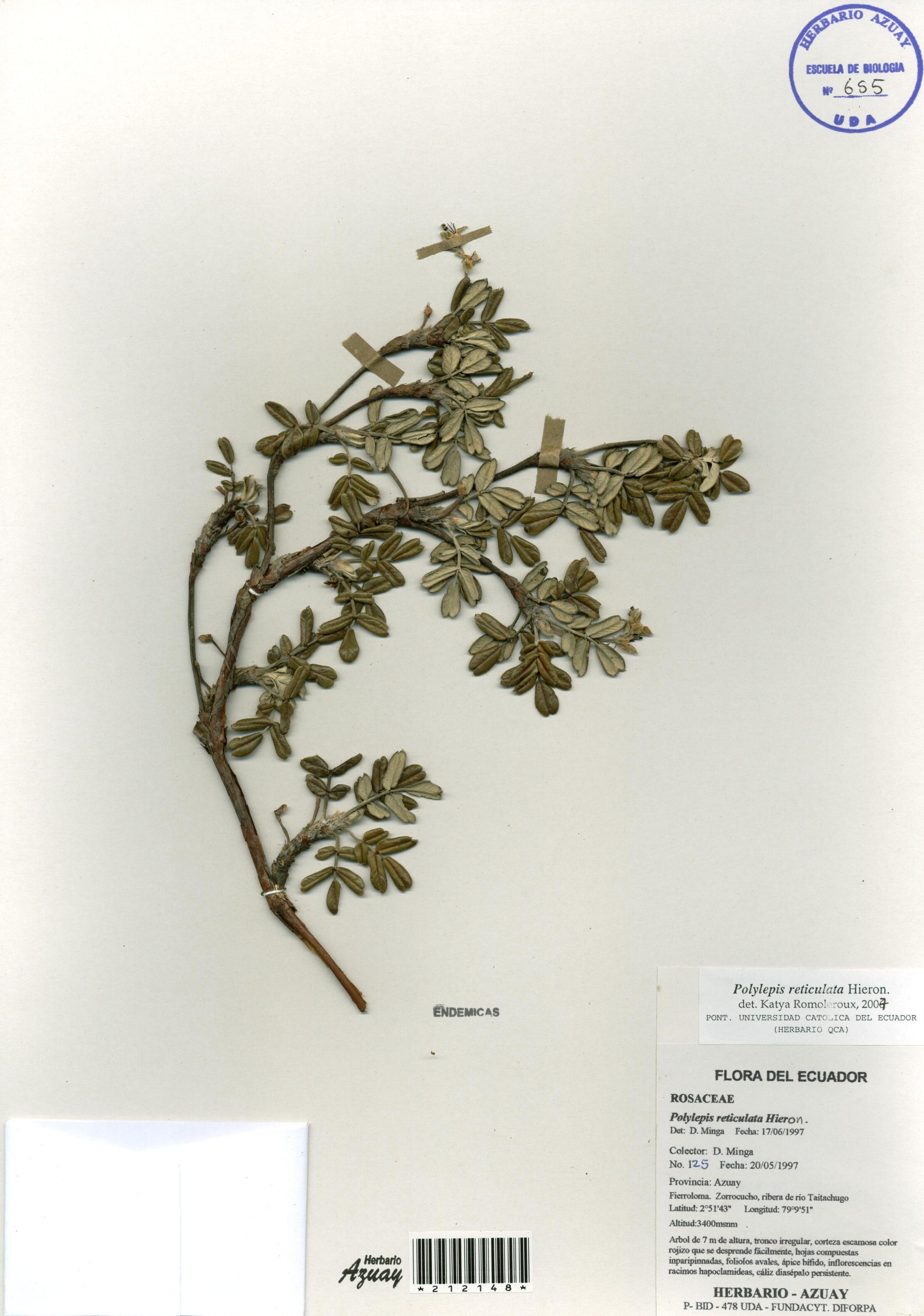 Polylepis reticulata Hieron.