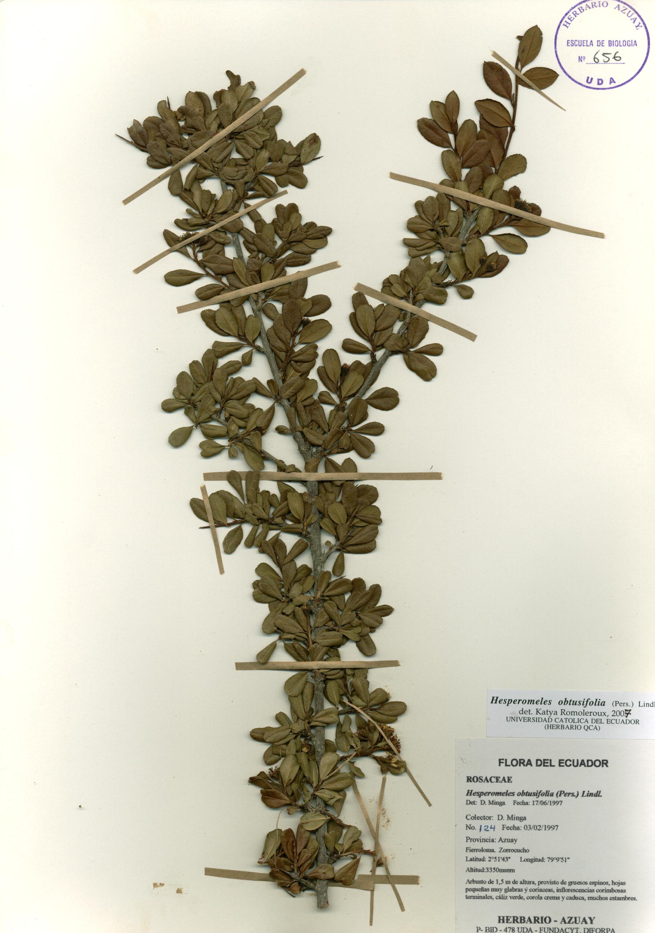 Hesperomeles obtusifolia (Pers.) Lindl.