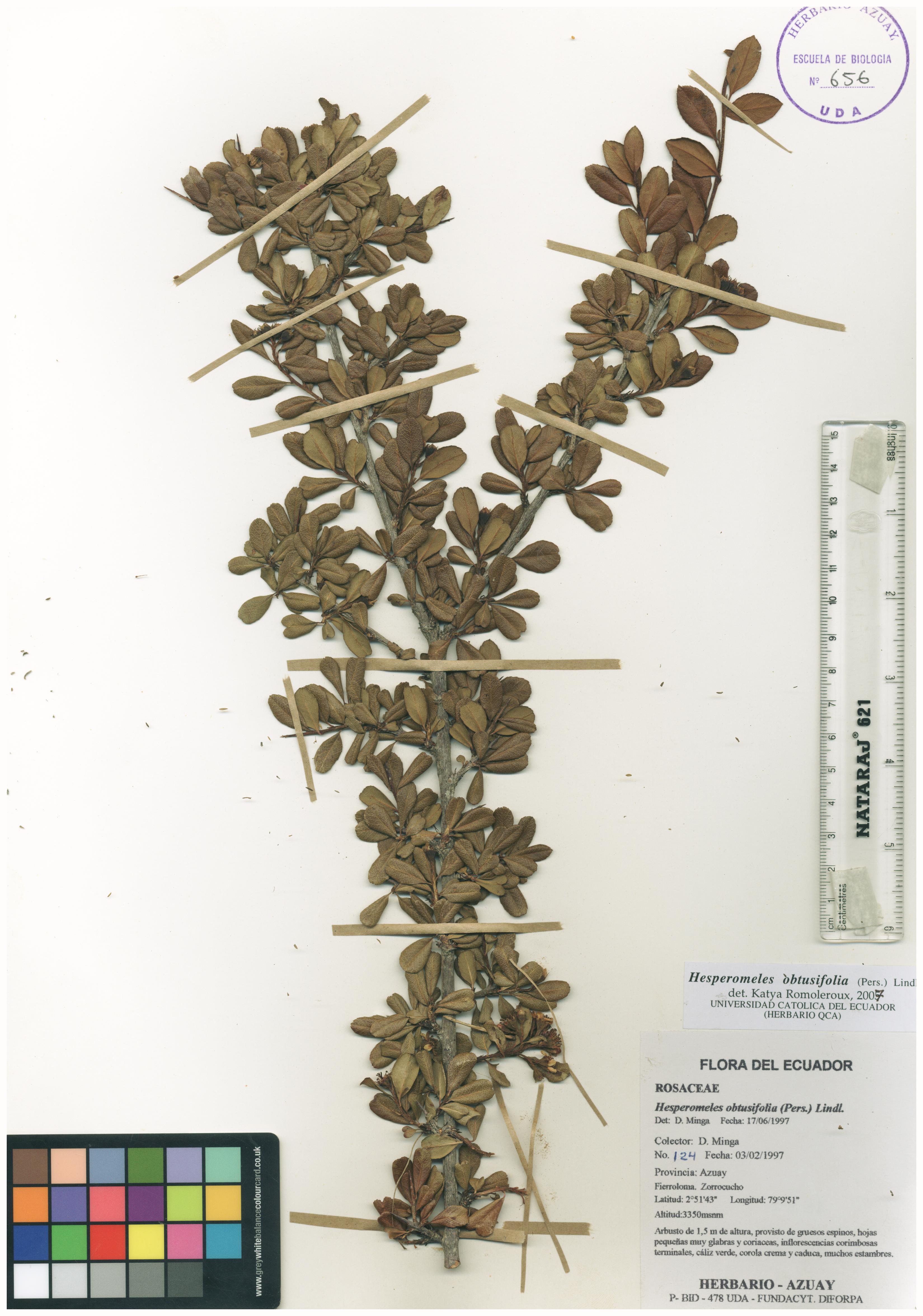 Hesperomeles obtusifolia (Pers.) Lindl.