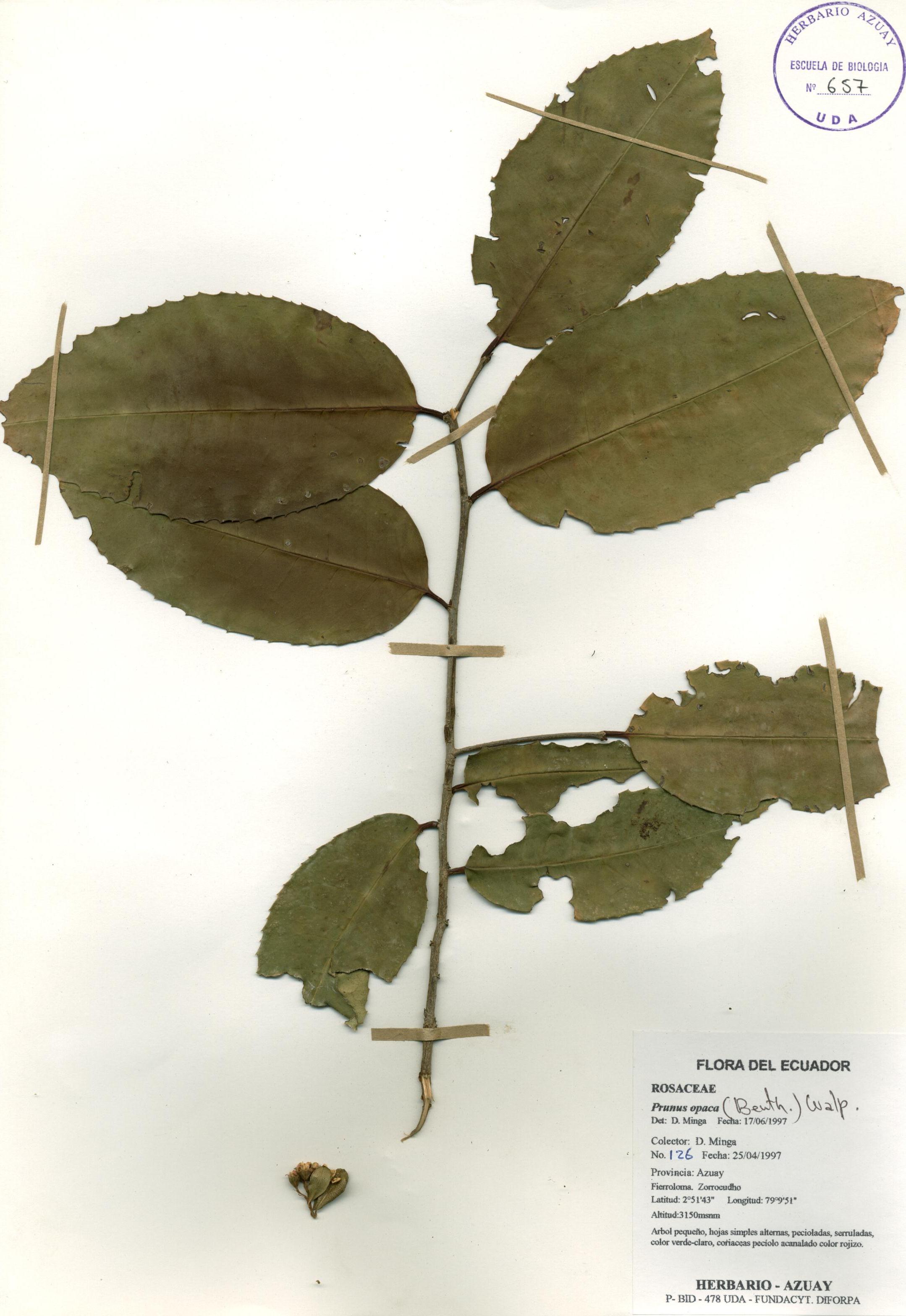 Prunus opaca (Benth.) Walp.