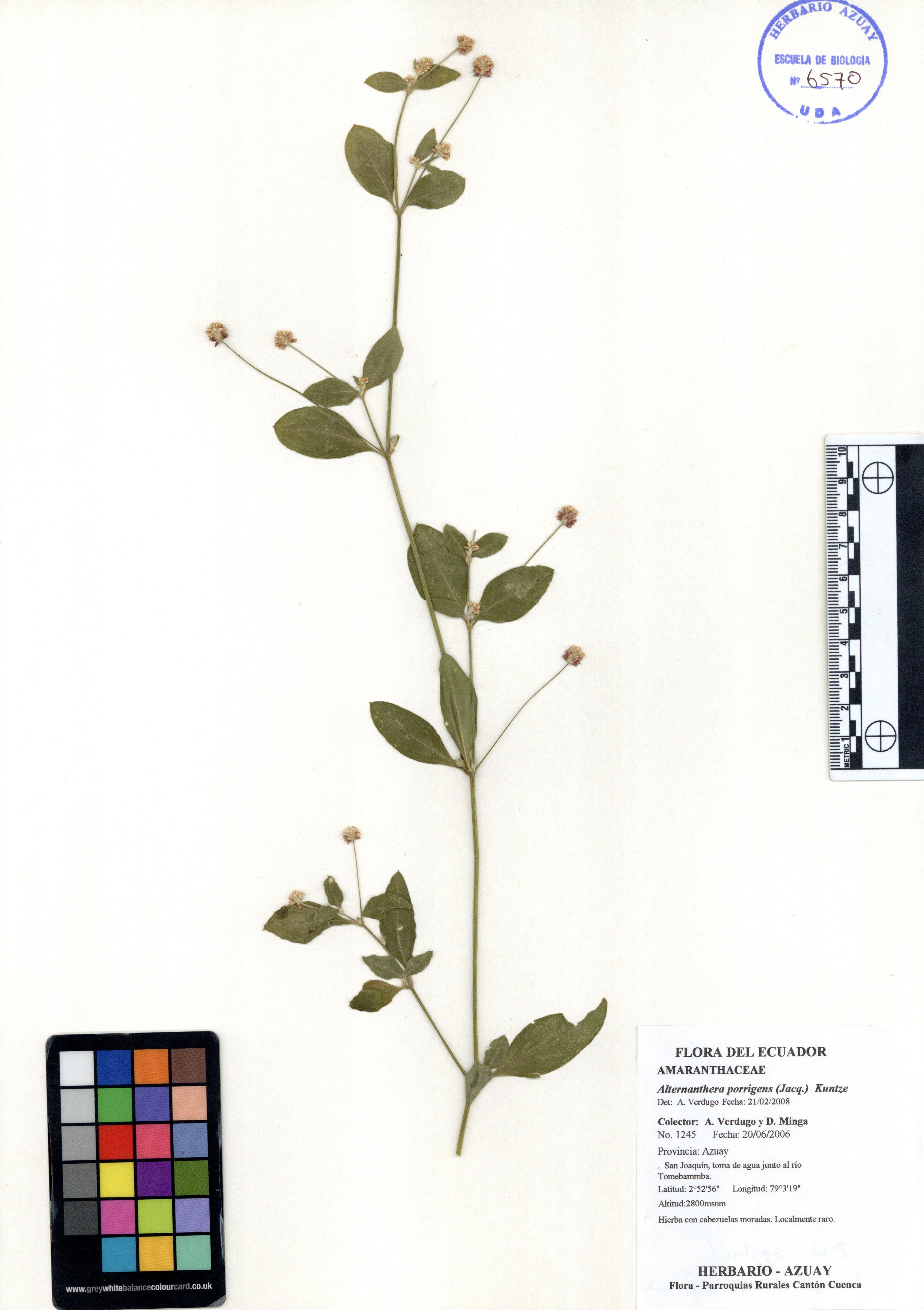 Alternanthera porrigens (Jacq.) Kuntze