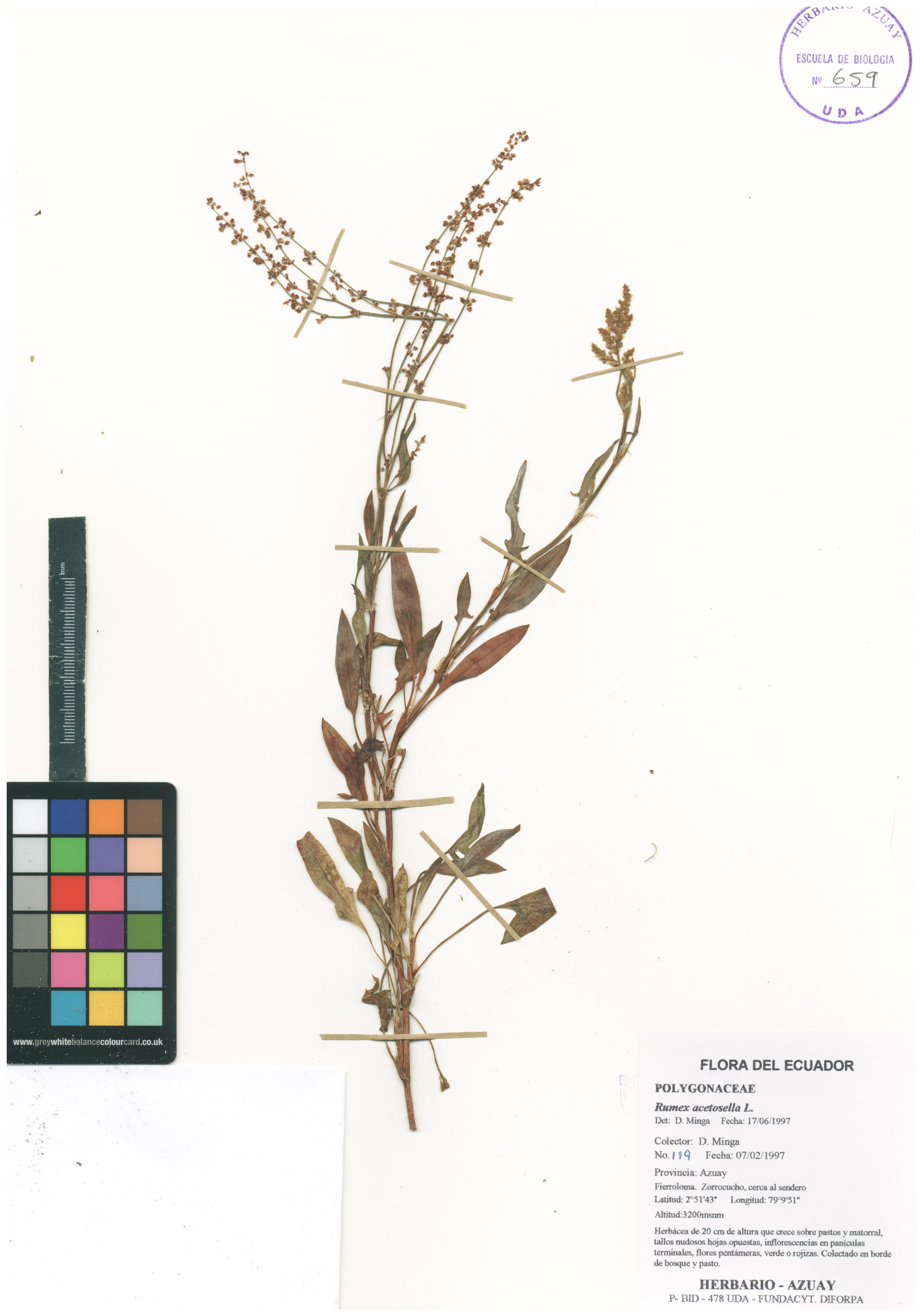 Rumex acetosella L.