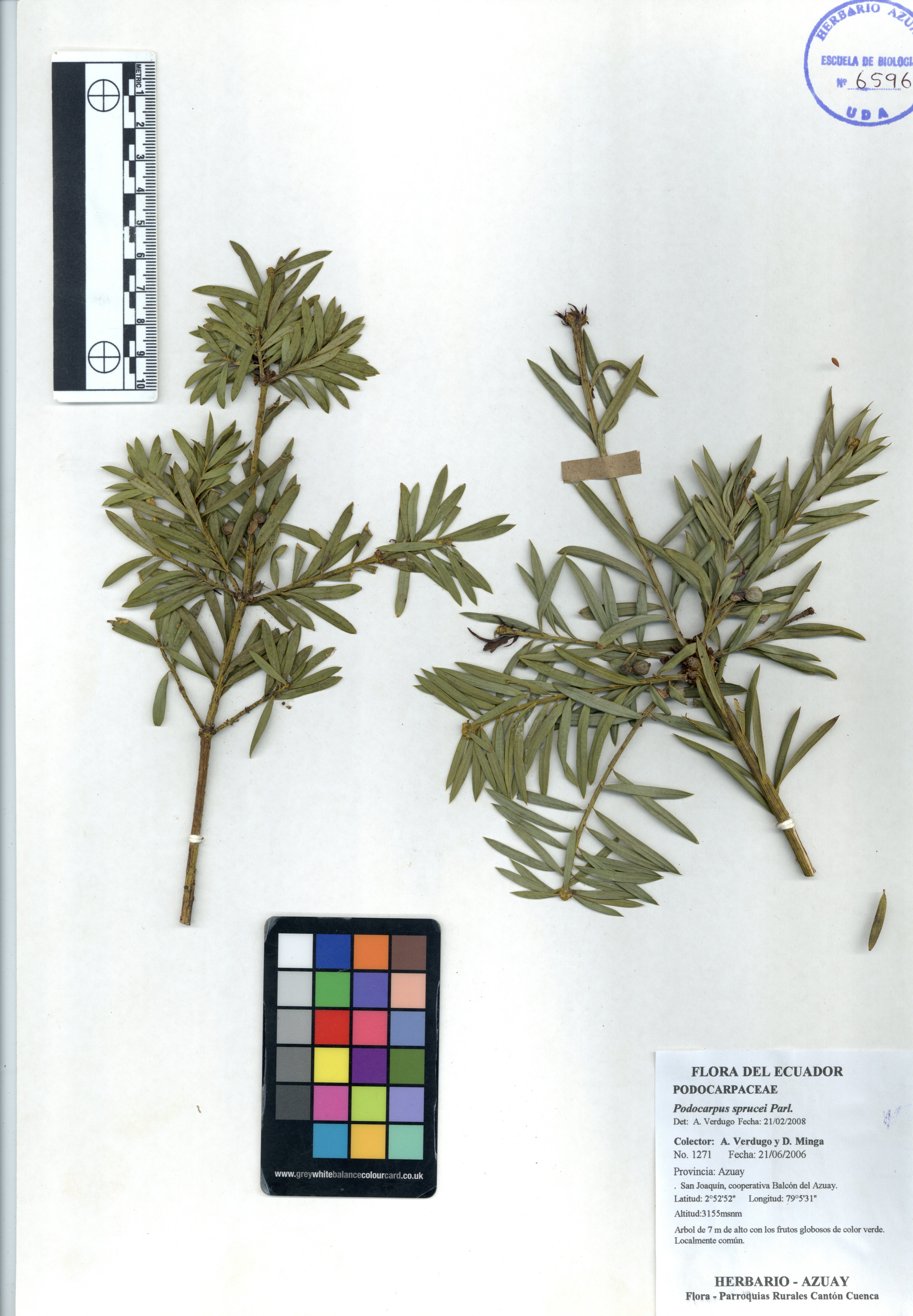 Podocarpus sprucei Parl.