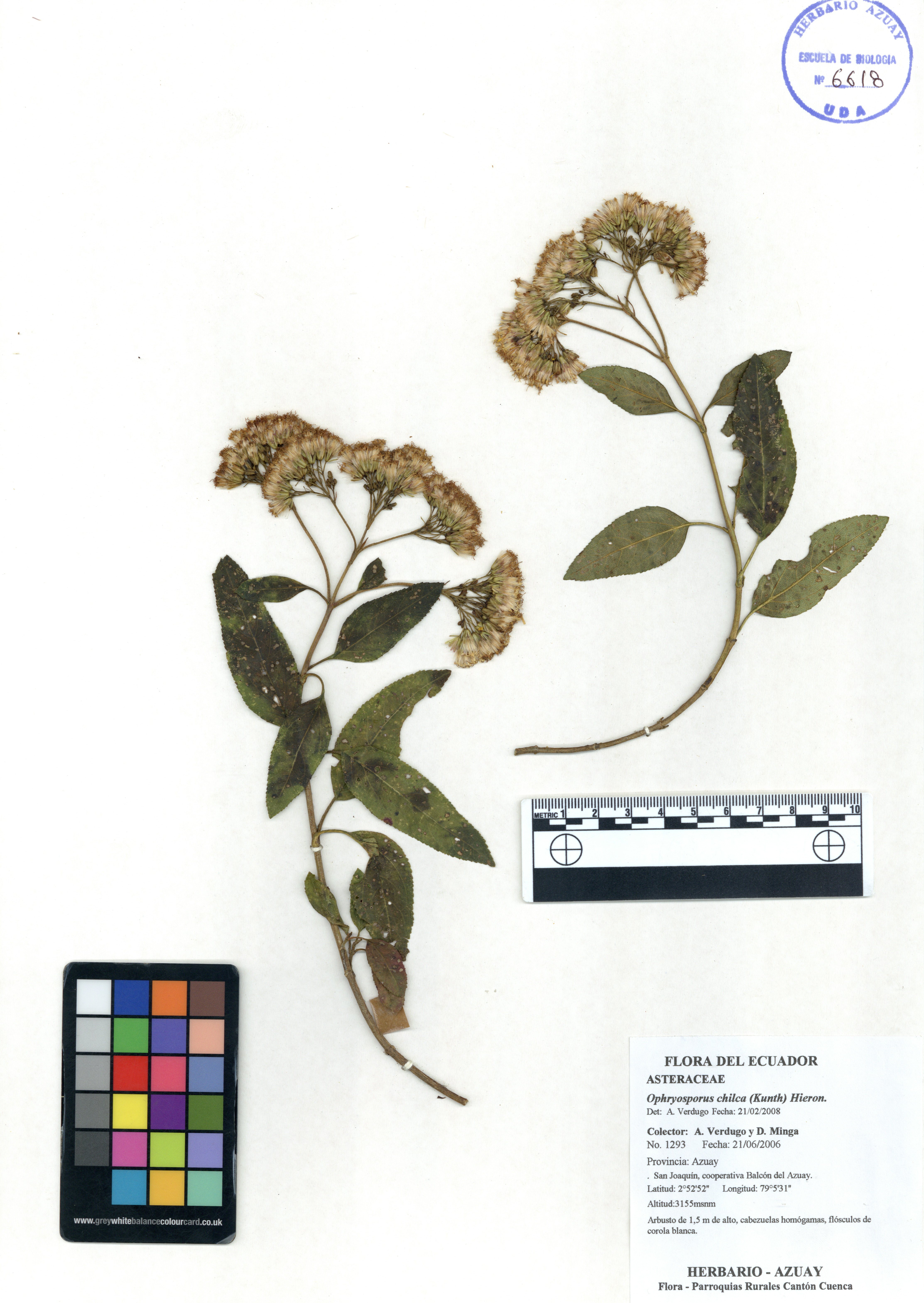 Ophryosporus chilca (Kunth) Hieron.