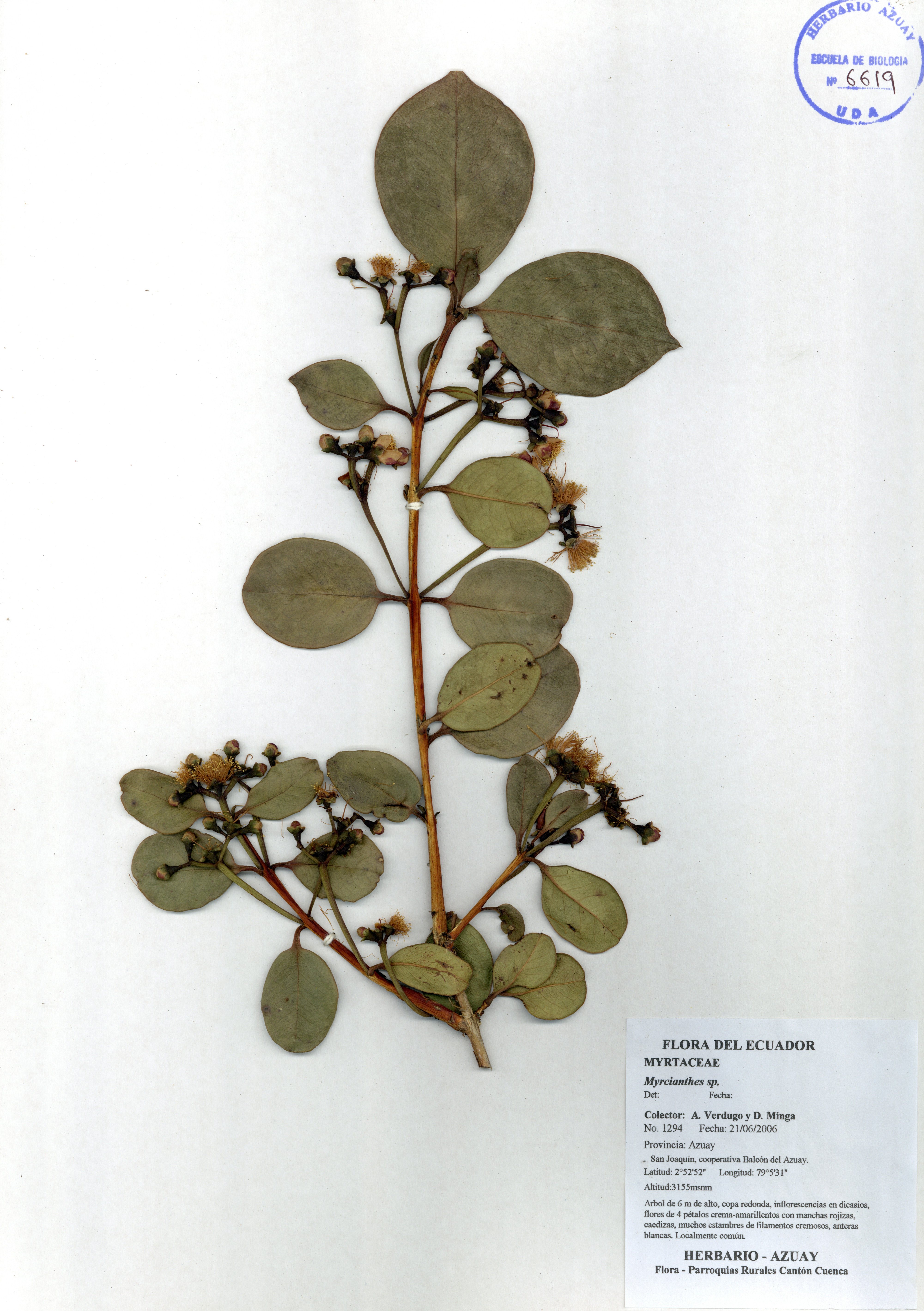 Myrcianthes sp. SIN DETERMINAR