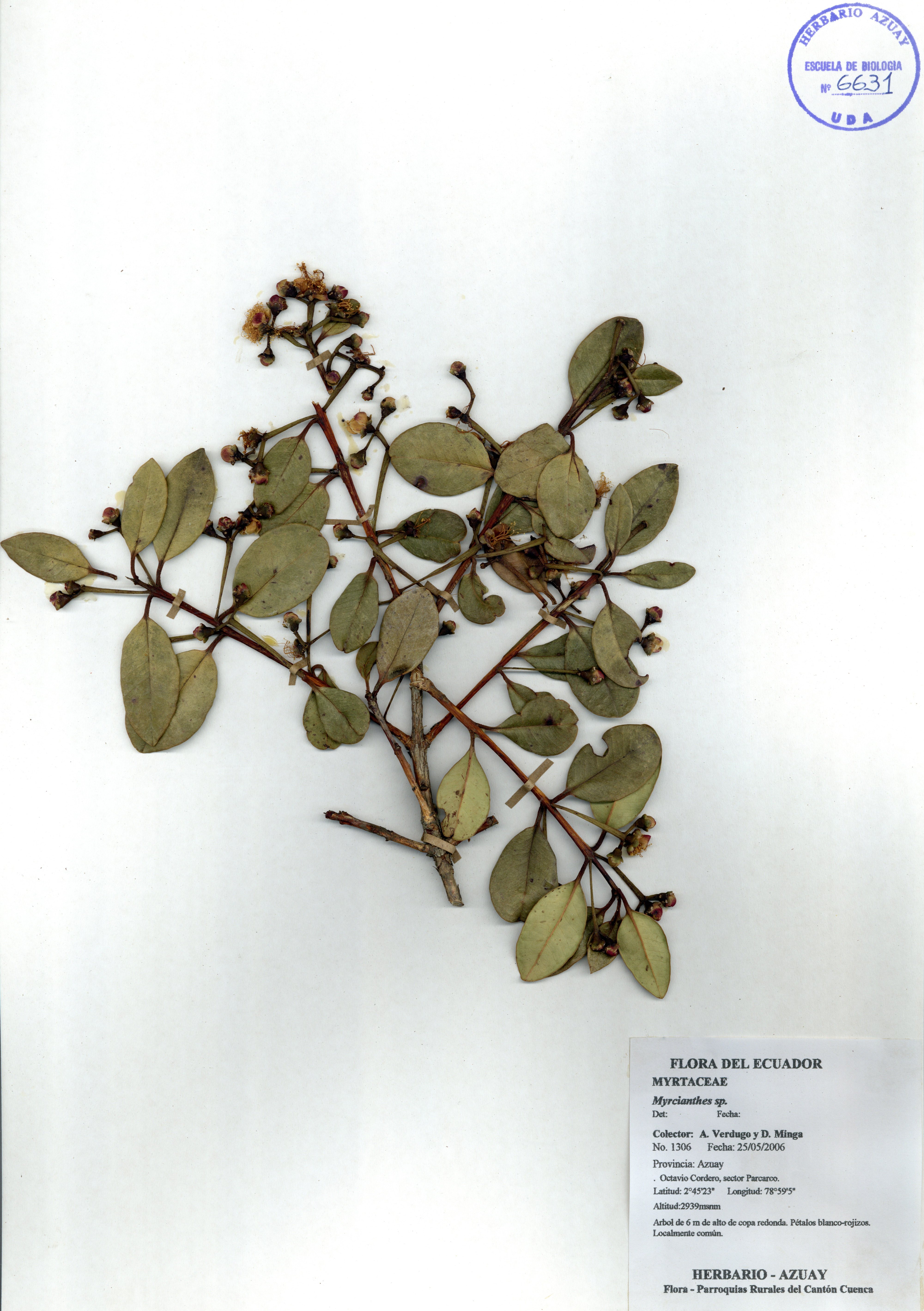 Myrcianthes sp. SIN DETERMINAR