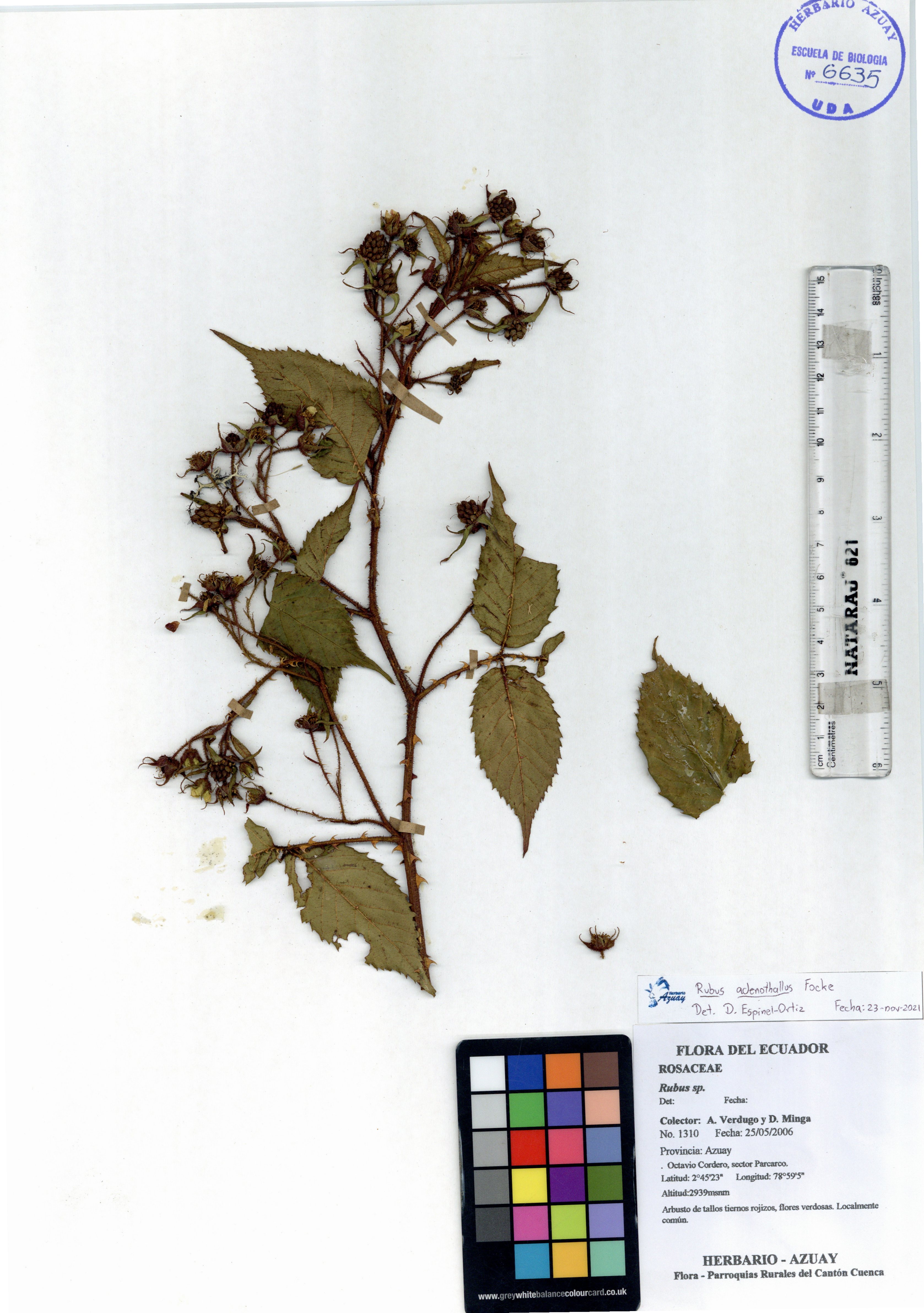 Rubus adenothallus Focke