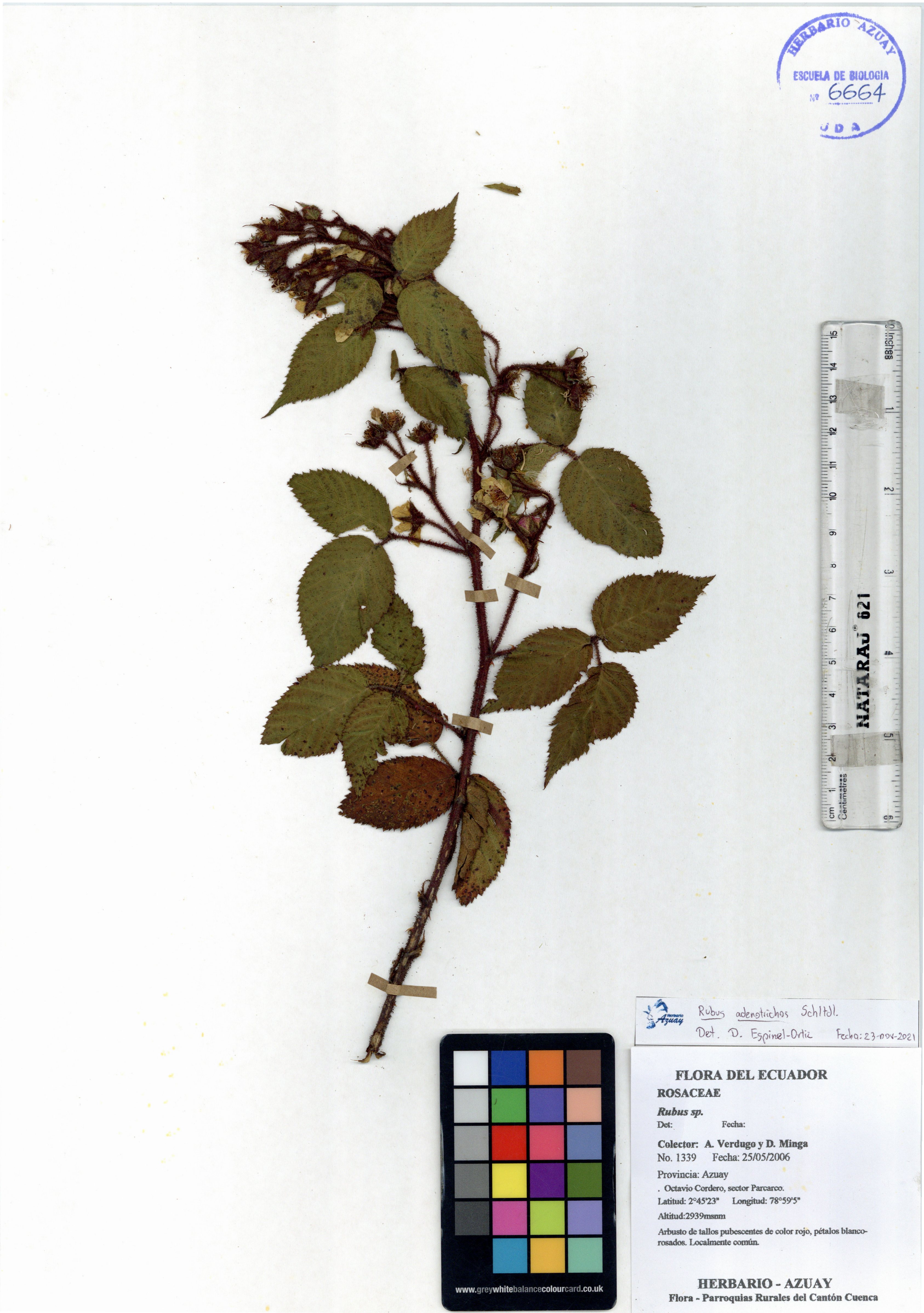 Rubus adenotrichos Schuldl.
