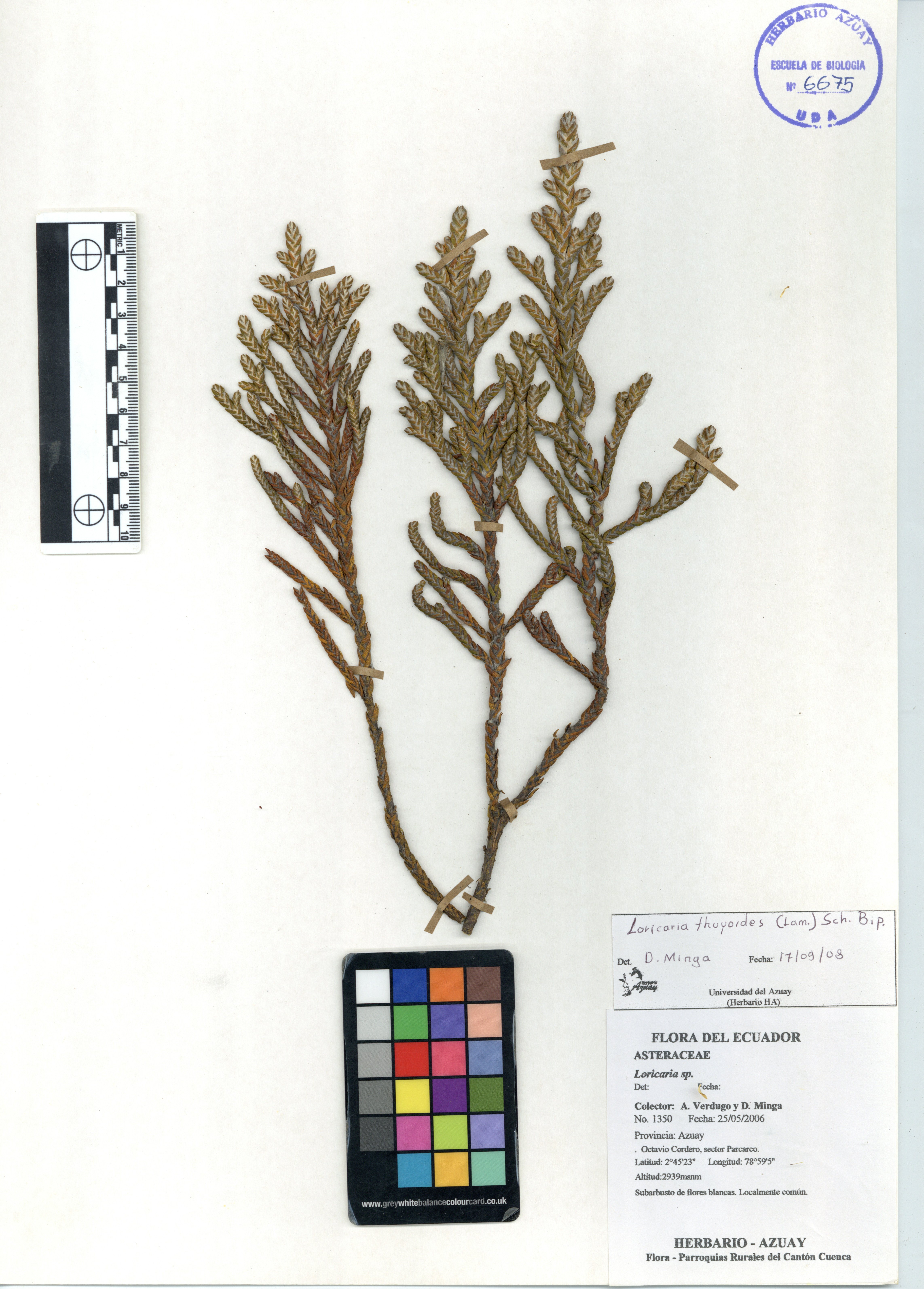 Loricaria thuyoides (Lam.) Sch. Bip.