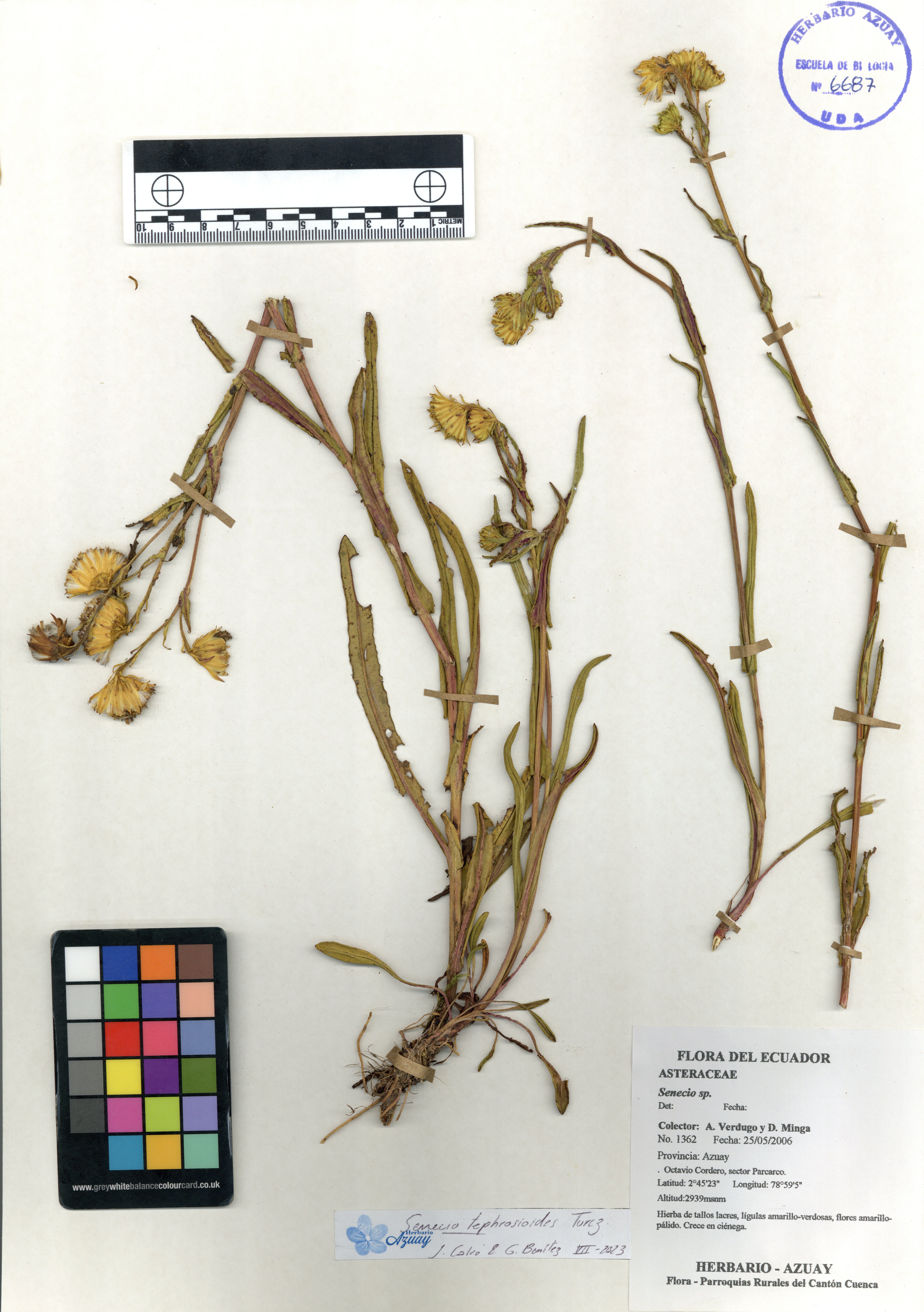 Senecio tephrosioides Turcz.