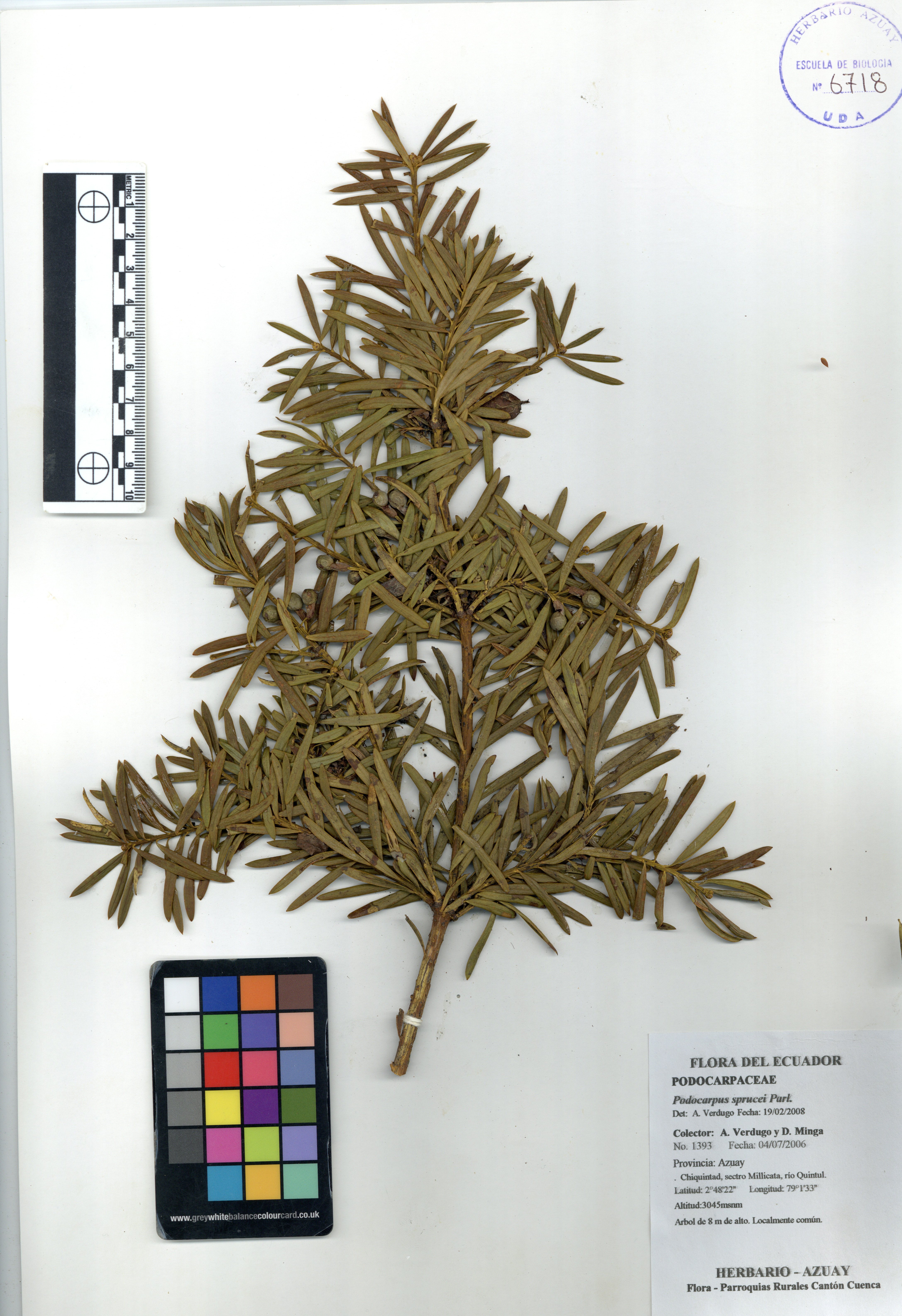 Podocarpus sprucei Parl.