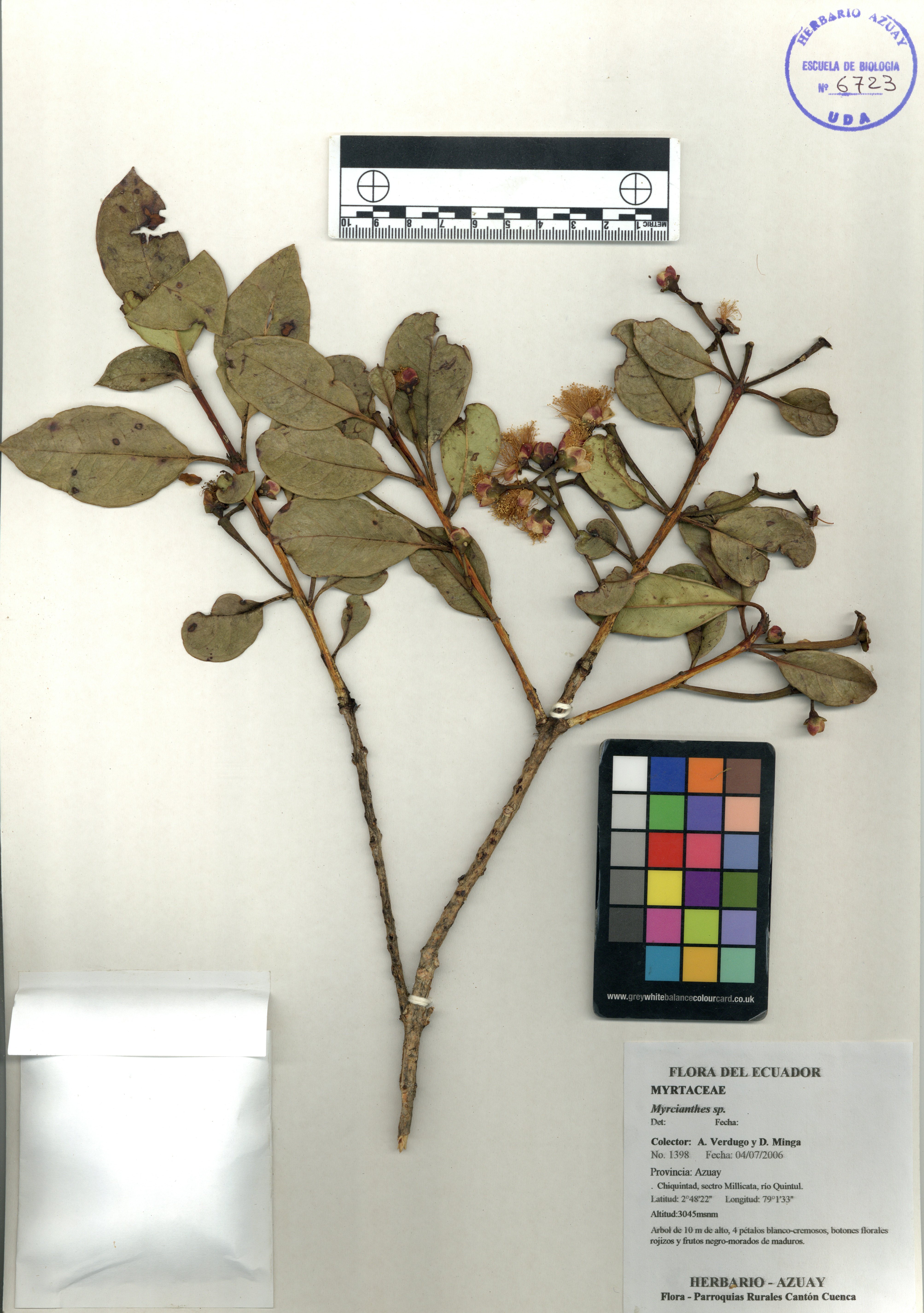 Myrcianthes sp. SIN DETERMINAR