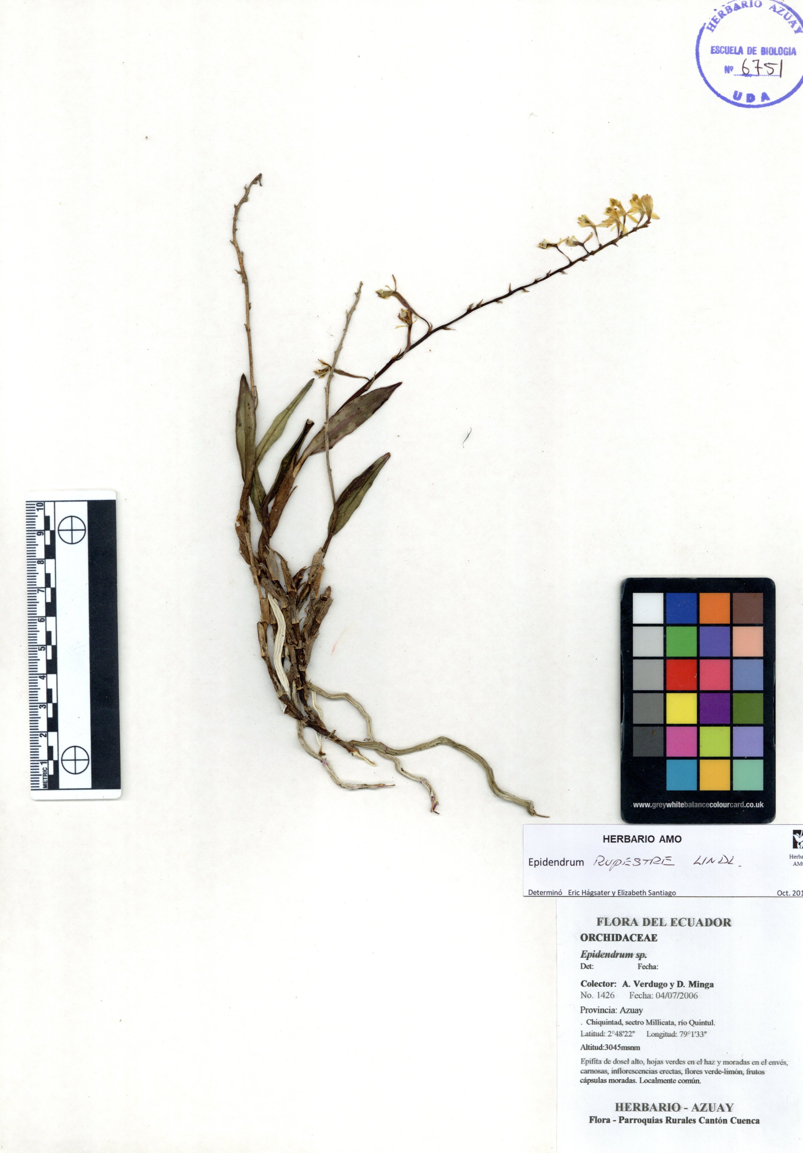 Epidendrum rupestre Lindl.