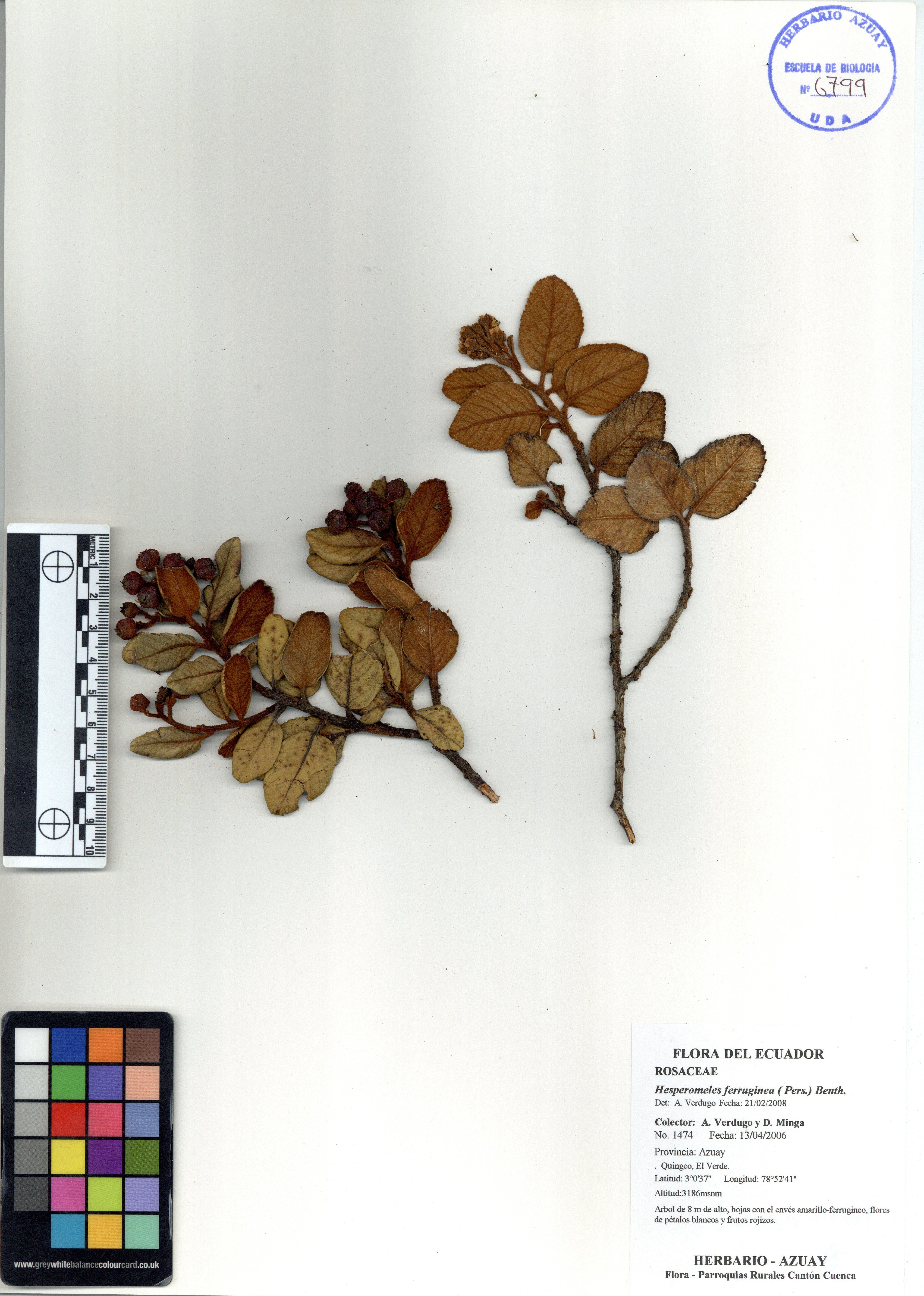 Hesperomeles ferruginea ( Pers.) Benth.