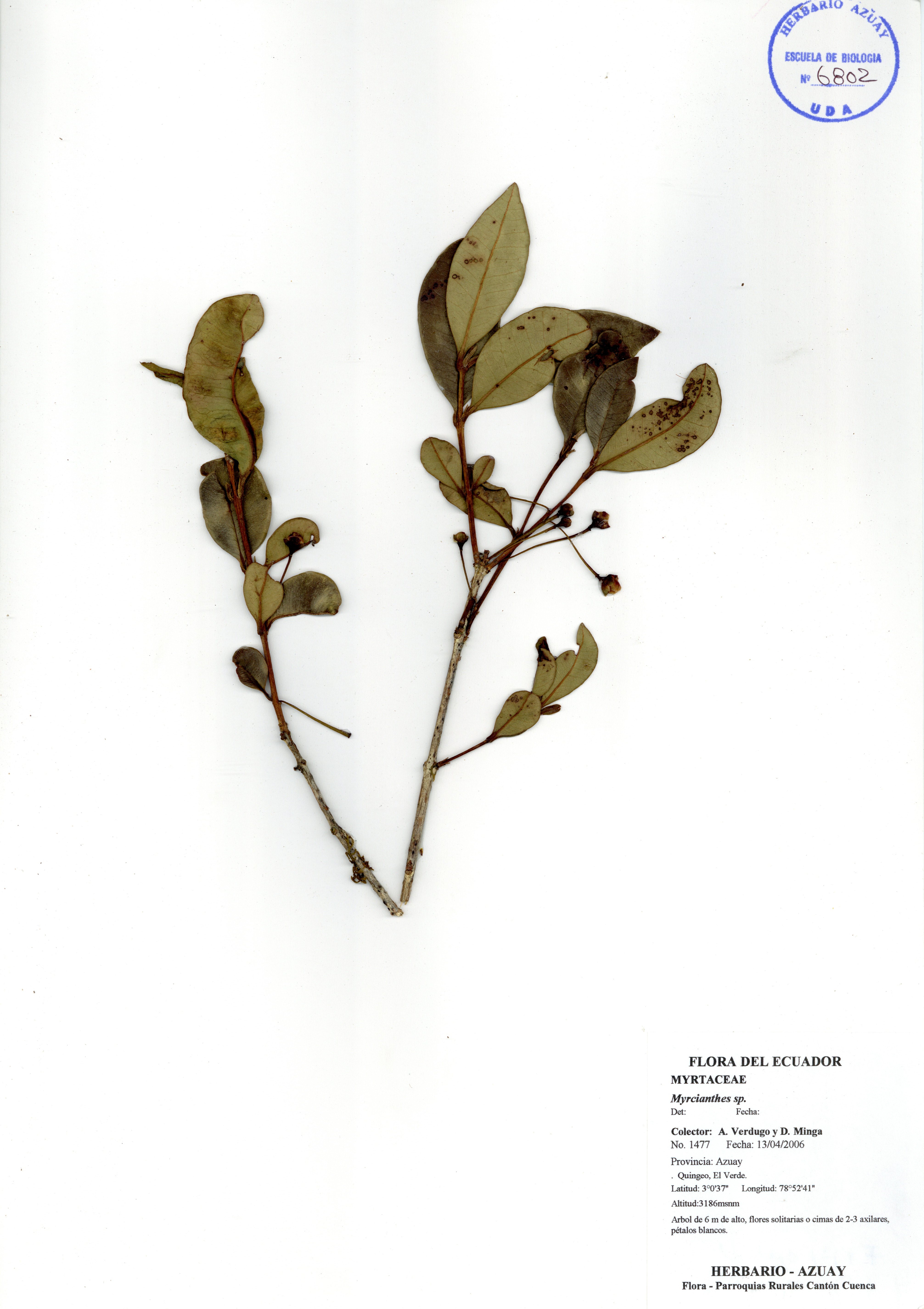Myrcianthes sp. SIN DETERMINAR