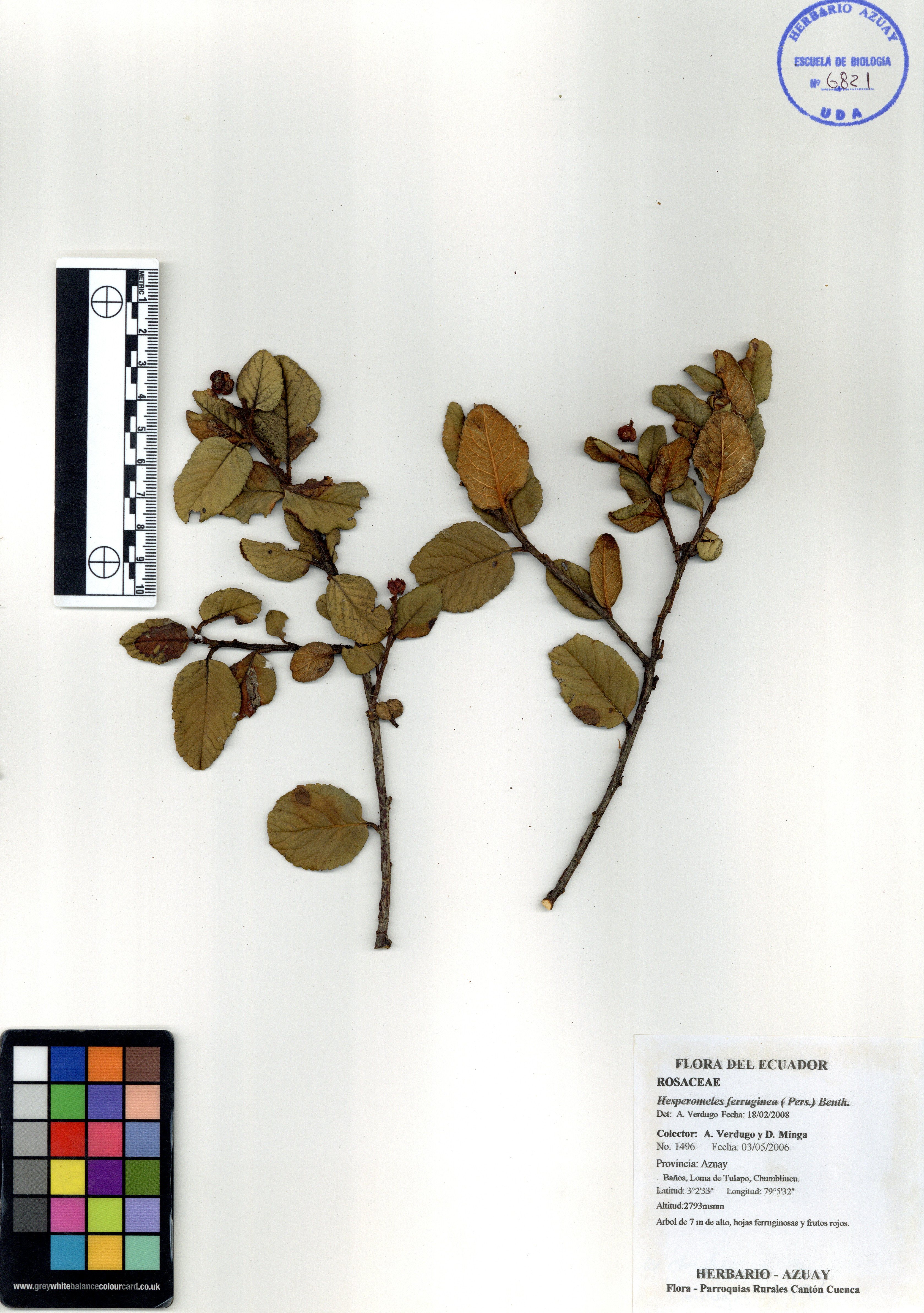 Hesperomeles ferruginea ( Pers.) Benth.