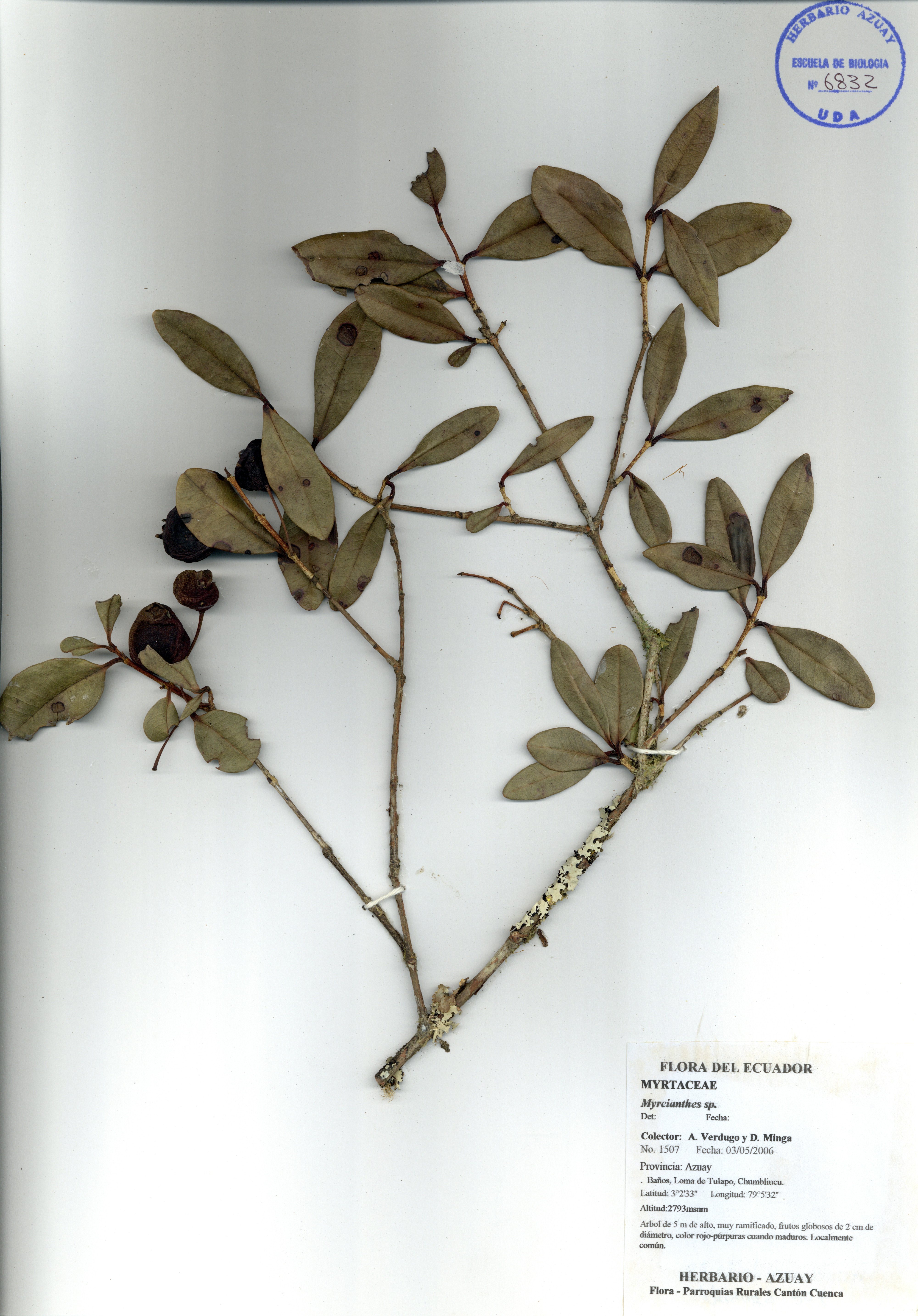 Myrcianthes sp. SIN DETERMINAR