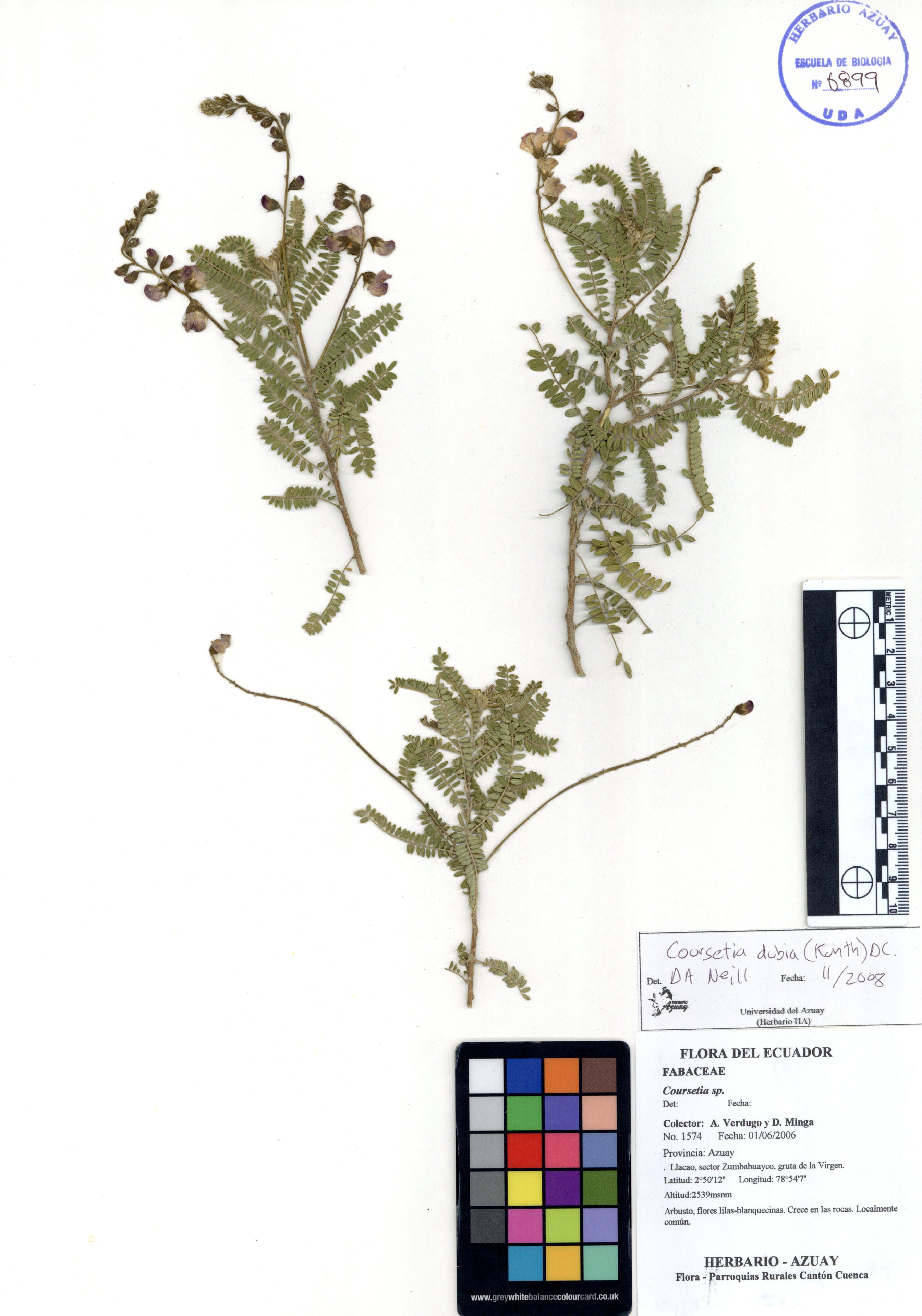 Coursetia dubia (Kunth) DC.