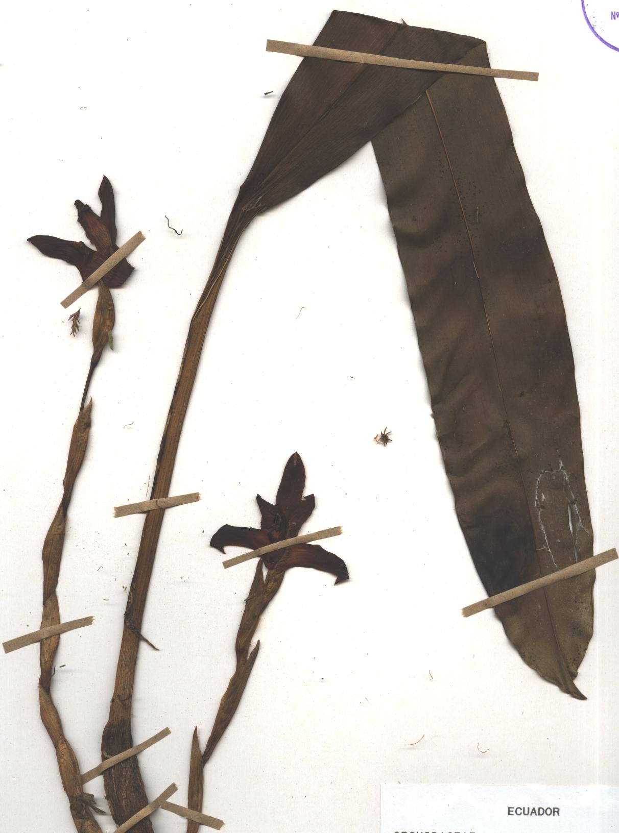 Maxillaria sp. SIN DETERMINAR