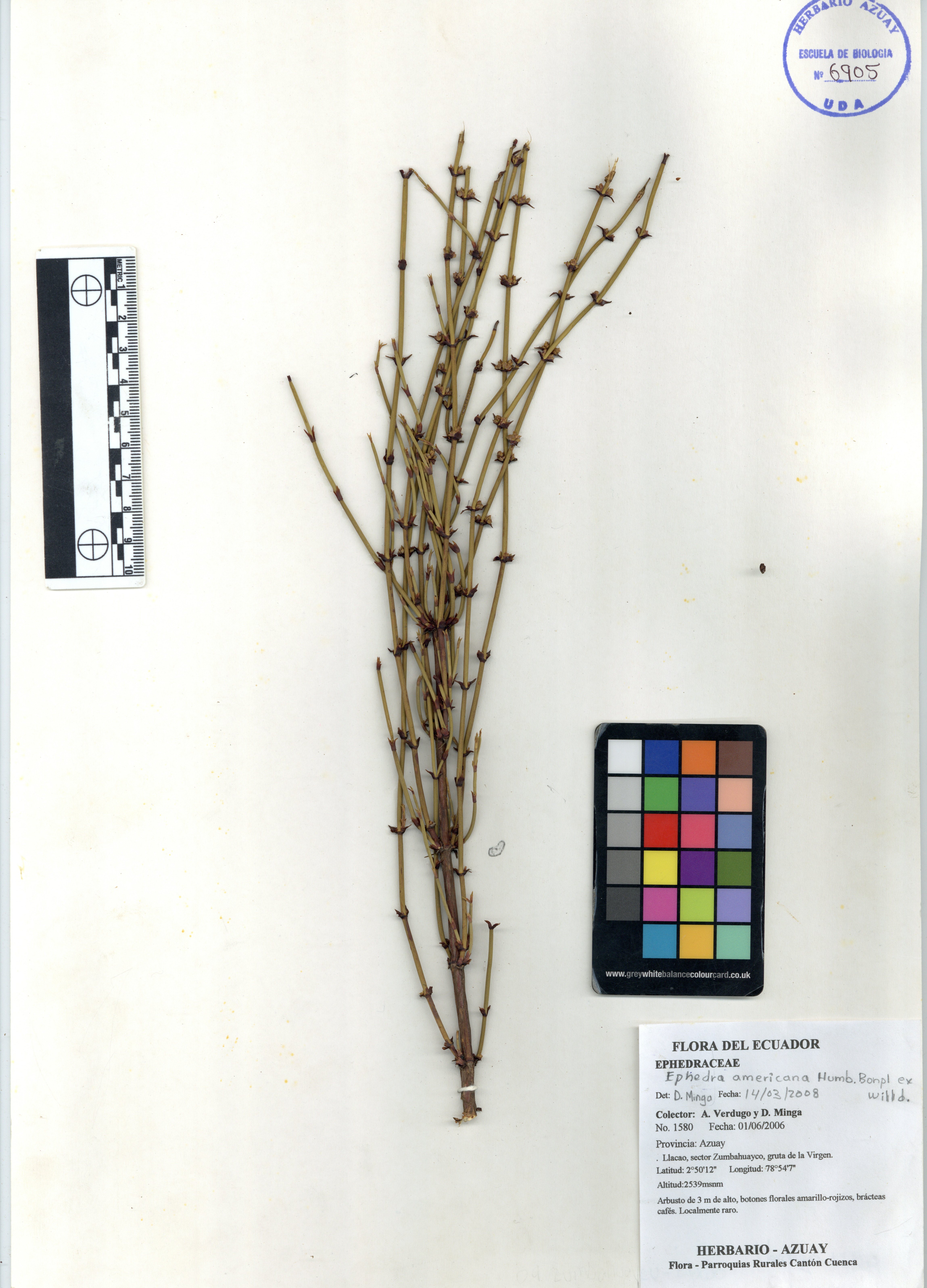 Ephedra americana Humb. & Bonpl. Ex Willd.