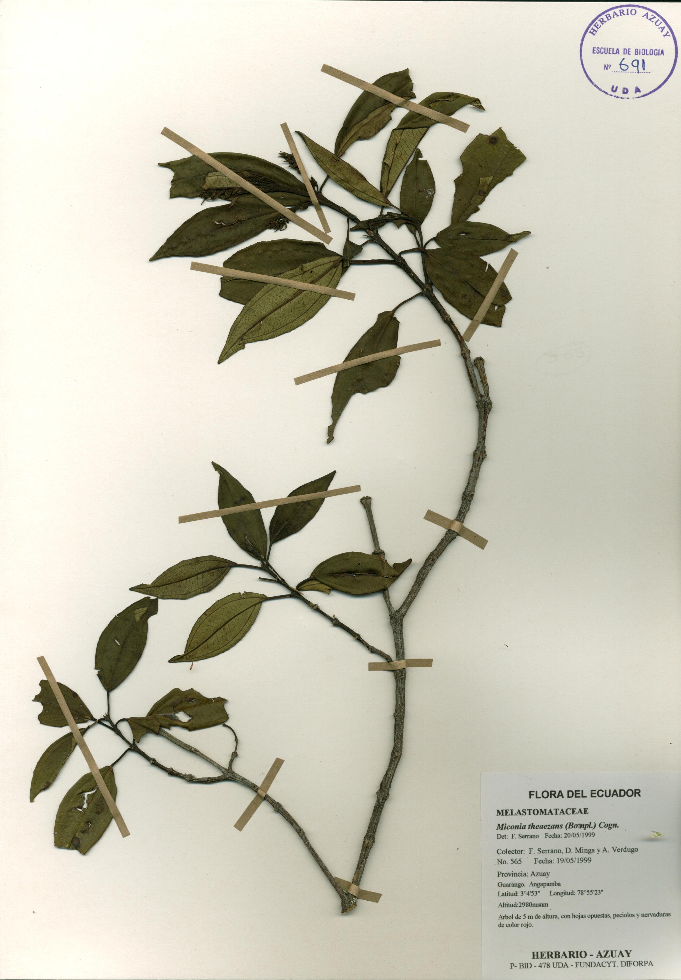 Miconia theaezans (Bonpl.) Cogn.