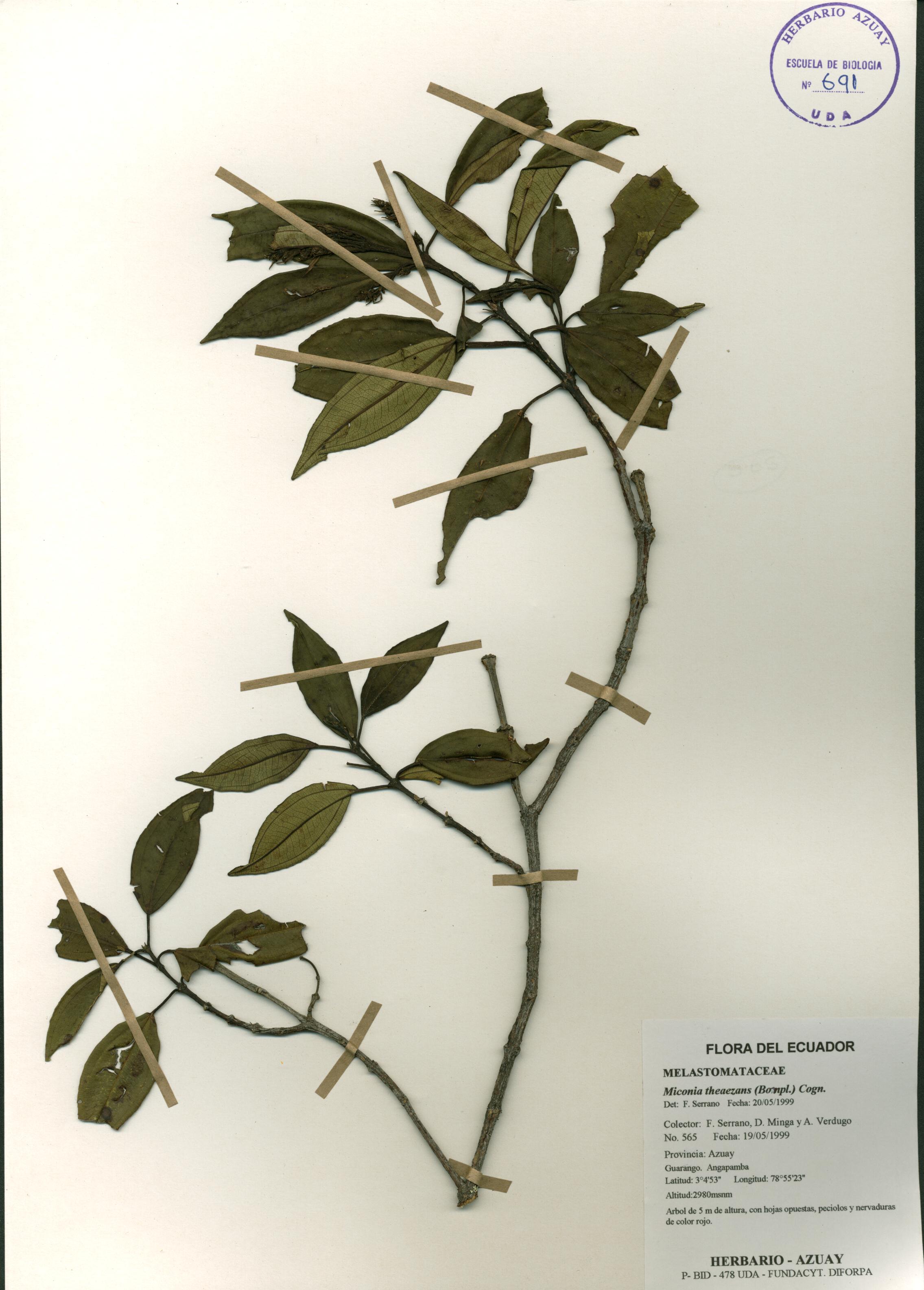 Miconia theaezans (Bonpl.) Cogn.