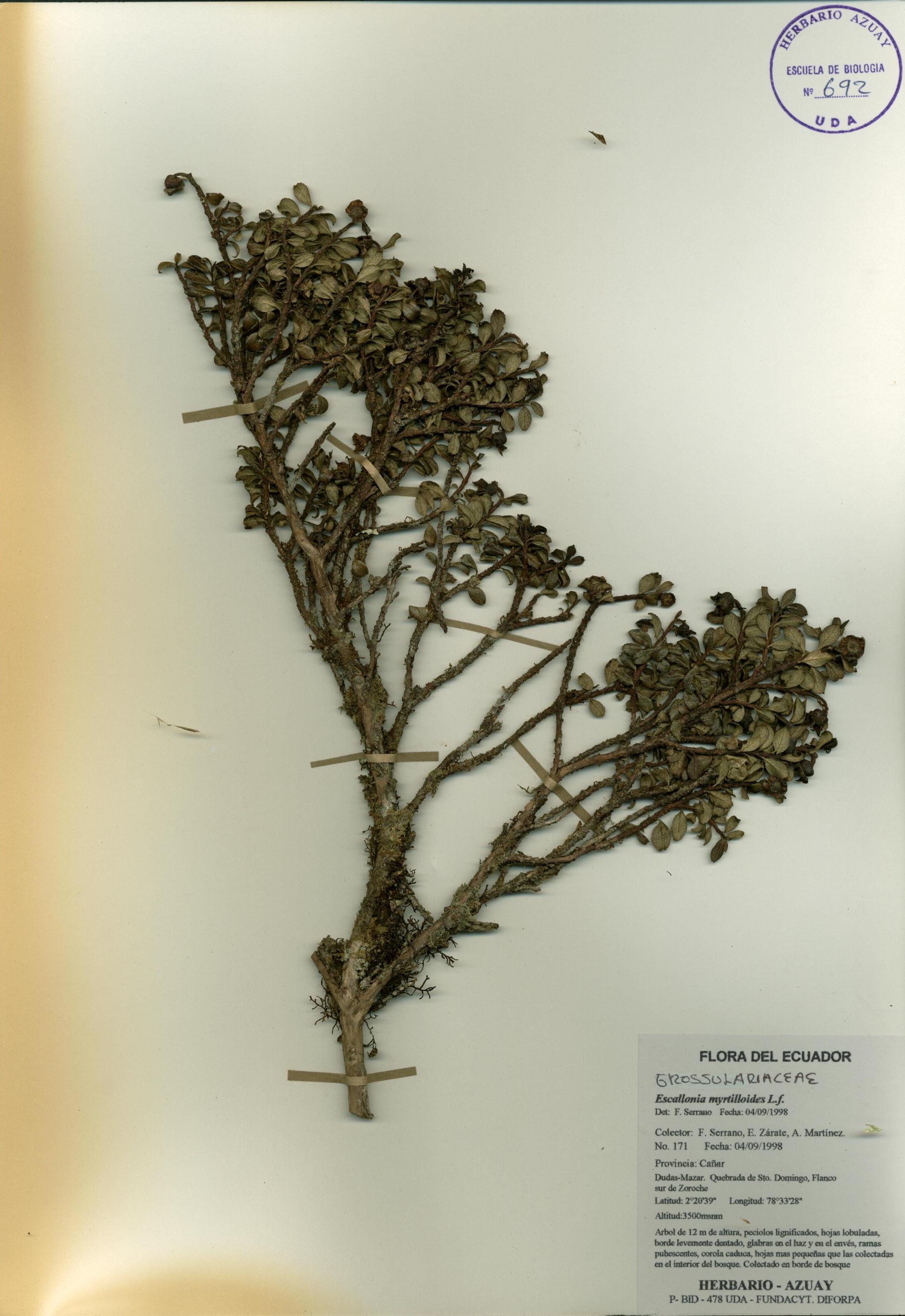Escallonia myrtilloides L. f.