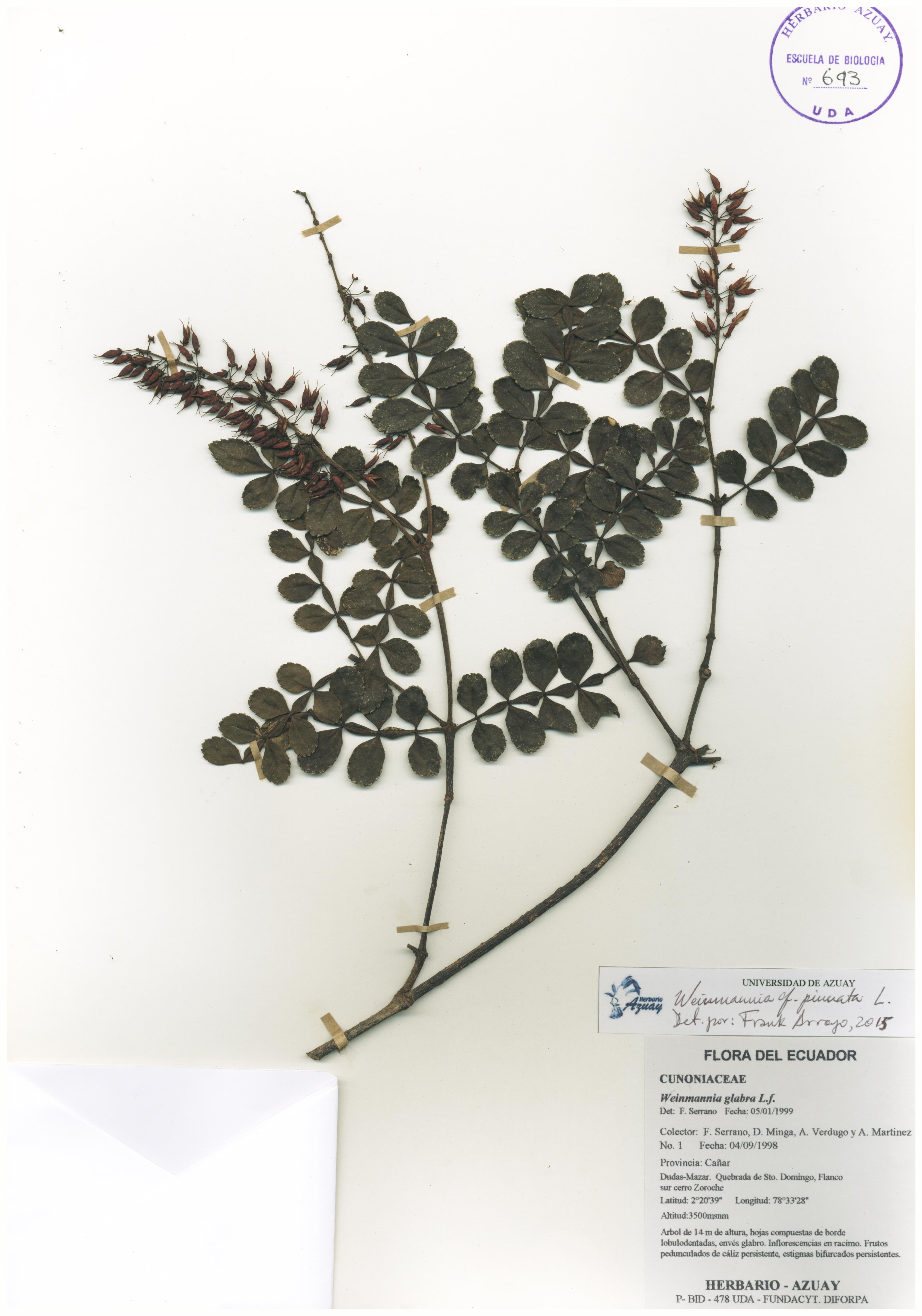 Weinmannia pinnata L.