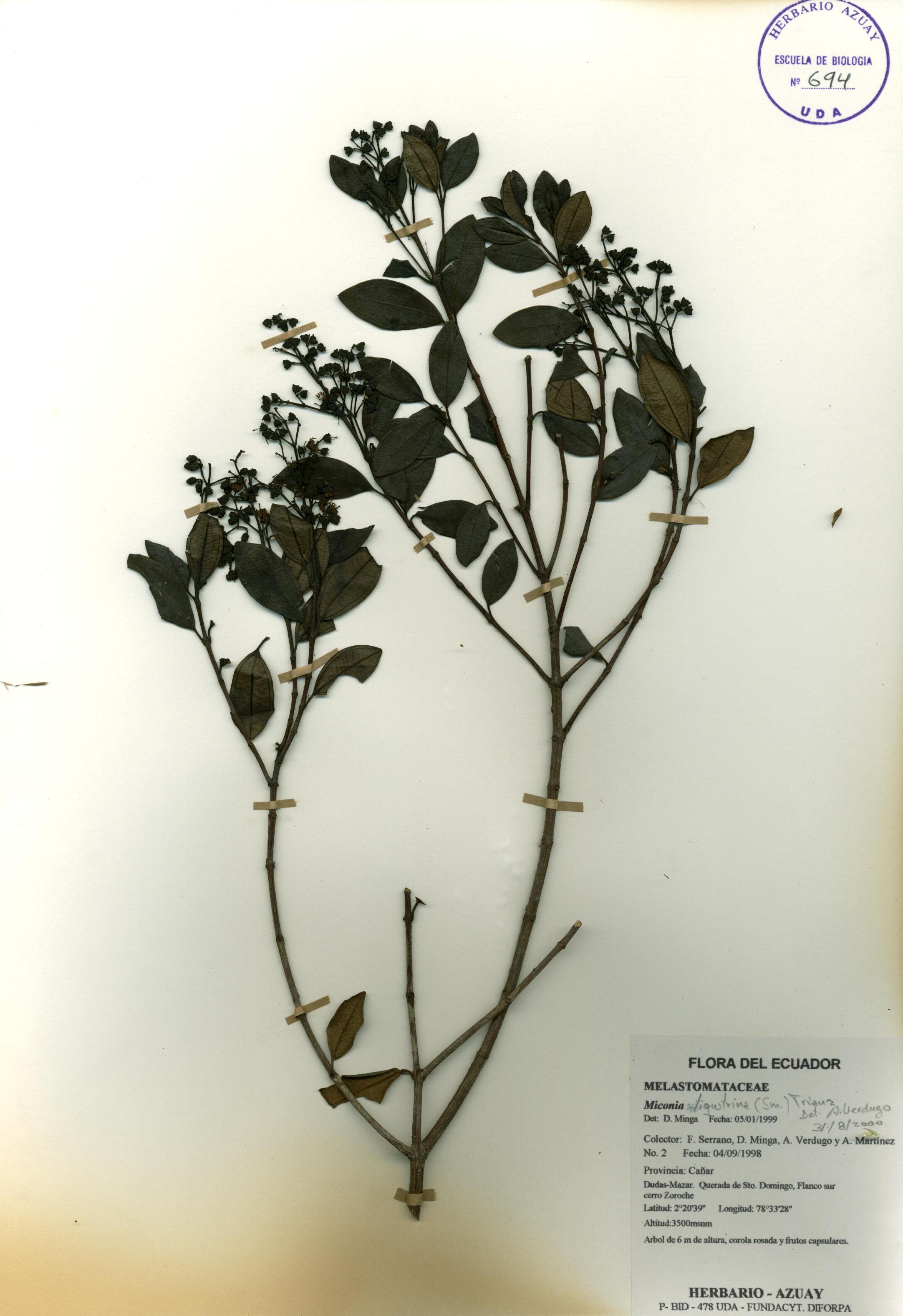 Miconia ligustrina (Sm.) Triana