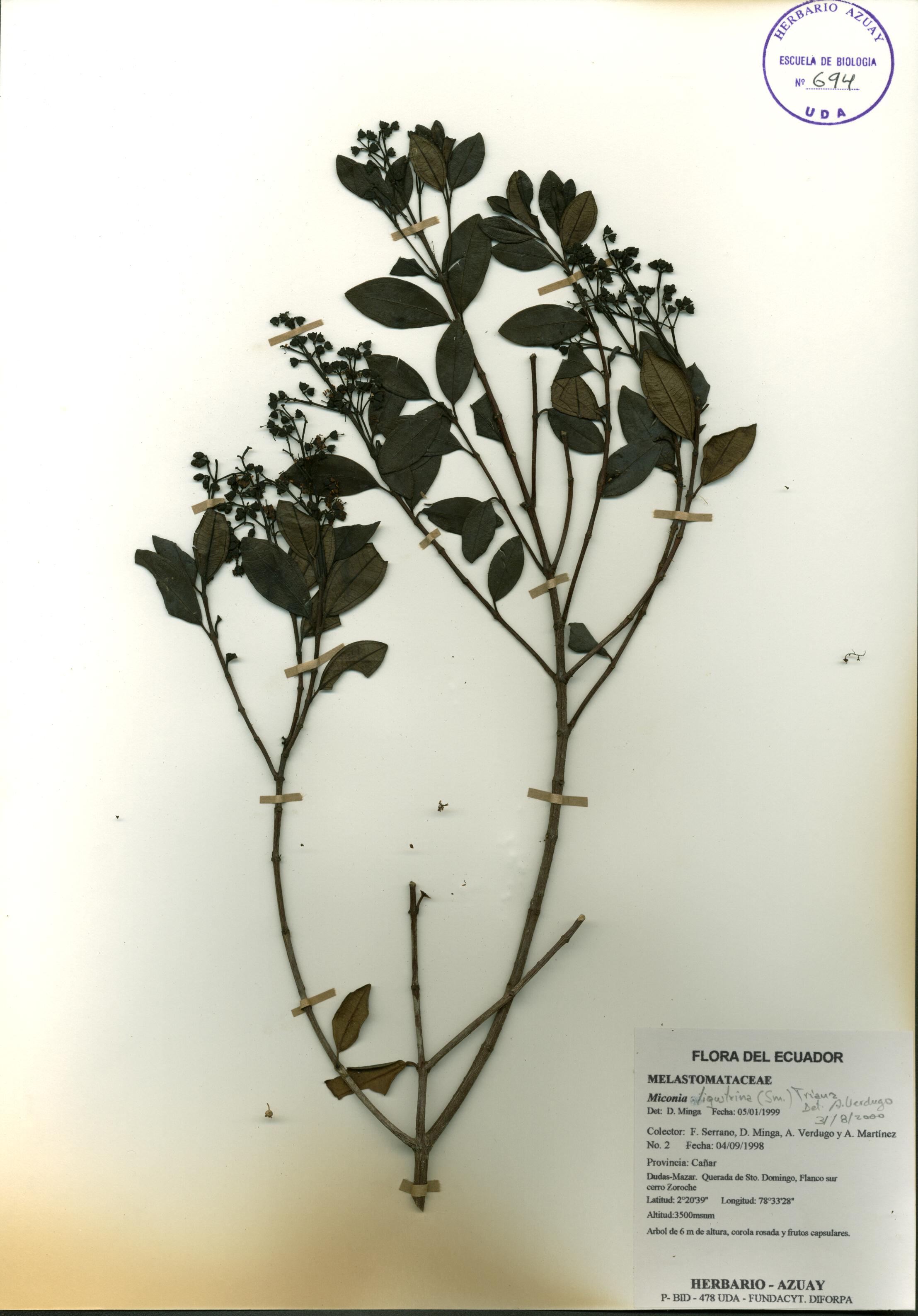 Miconia ligustrina (Sm.) Triana
