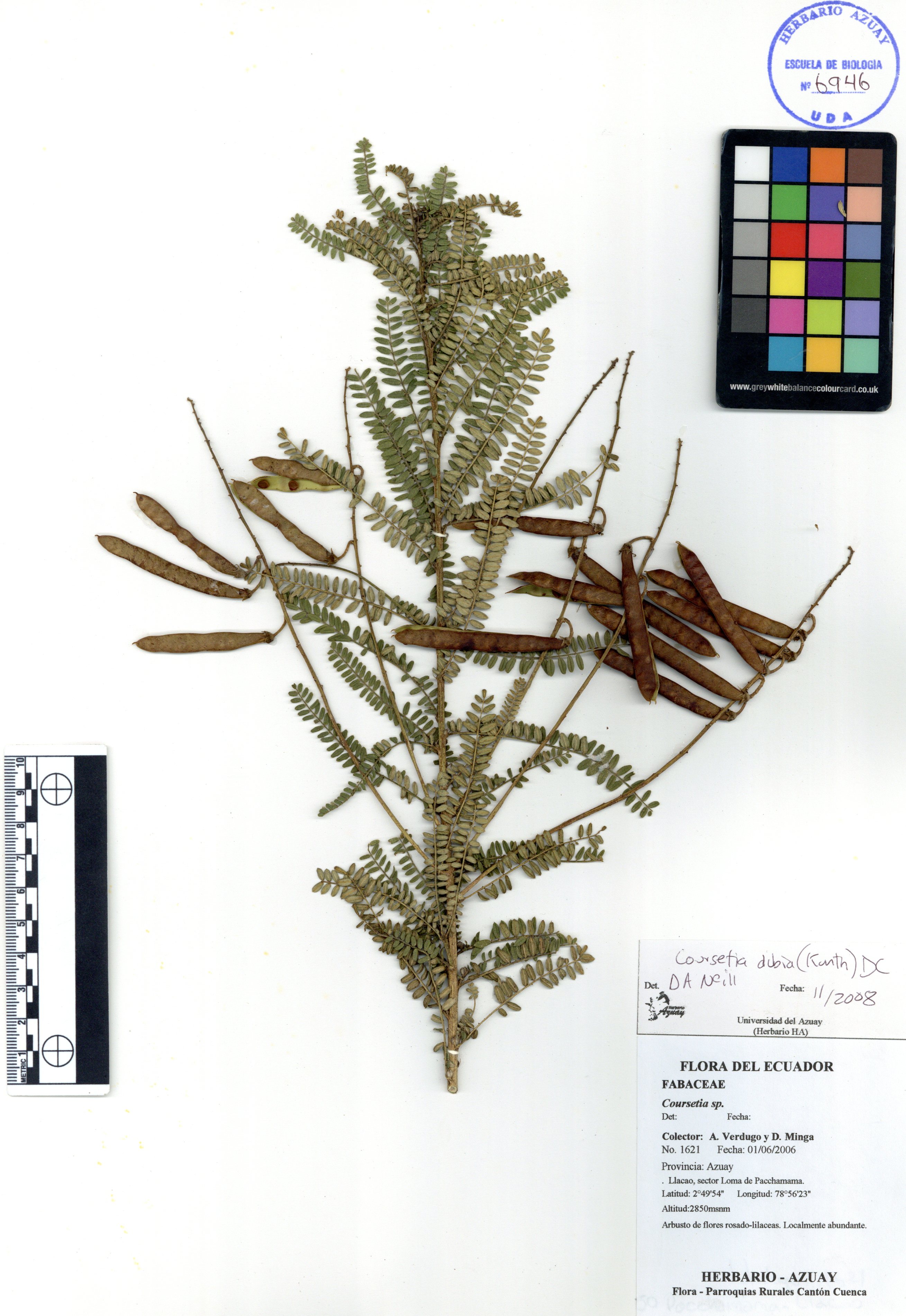 Coursetia dubia (Kunth) DC.