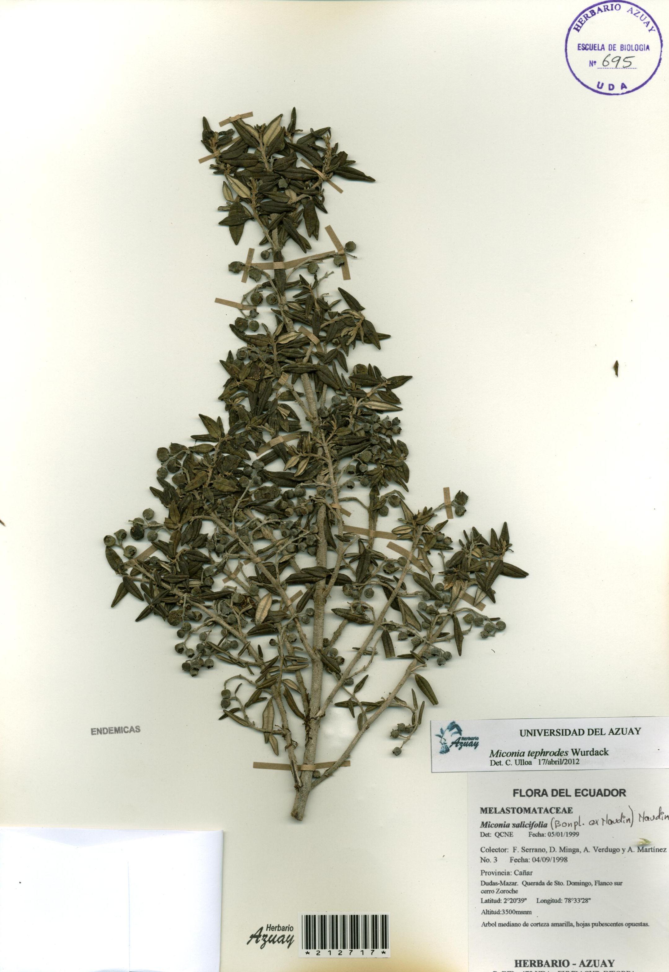 Miconia tephrodes Wurdack