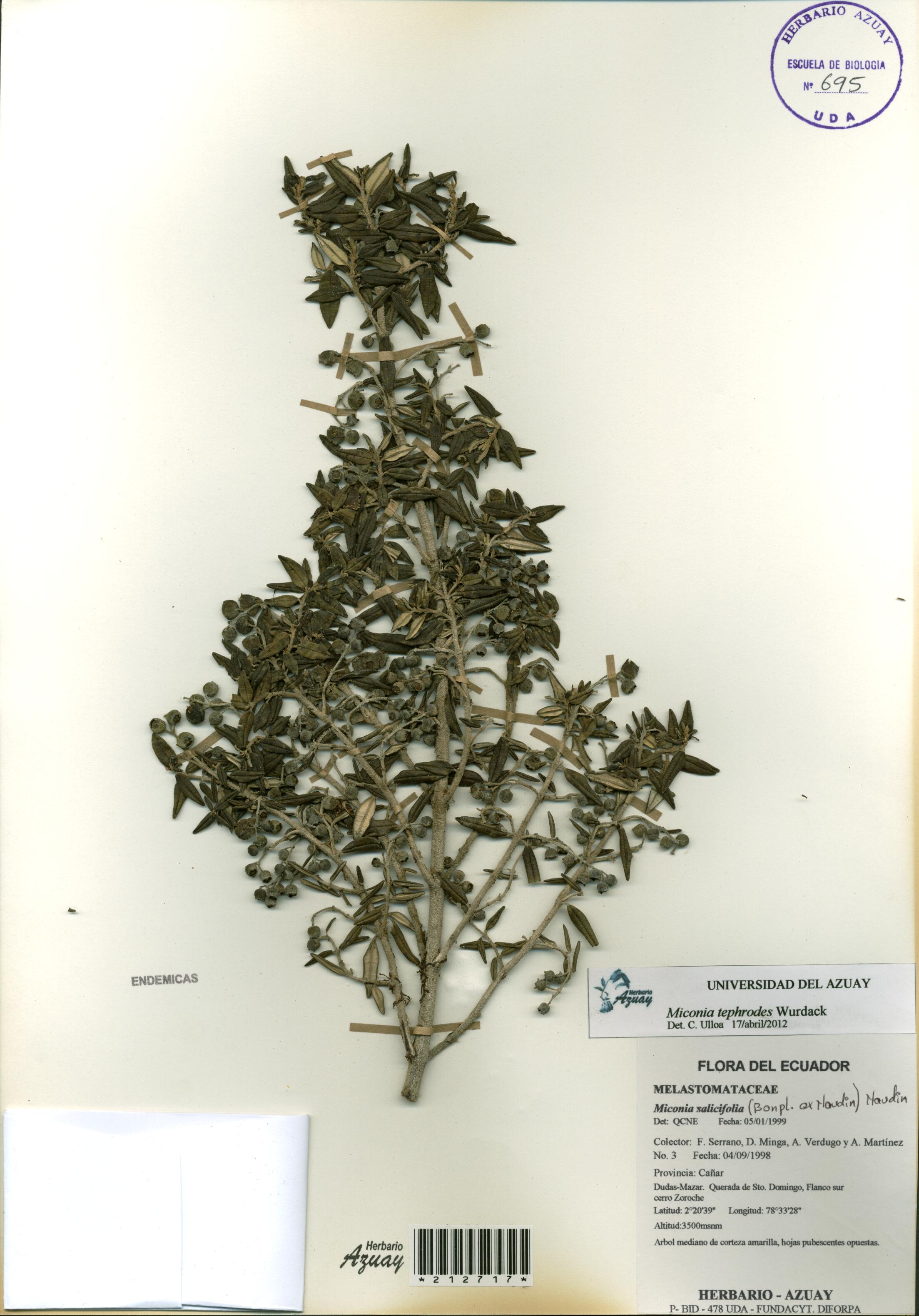 Miconia tephrodes Wurdack