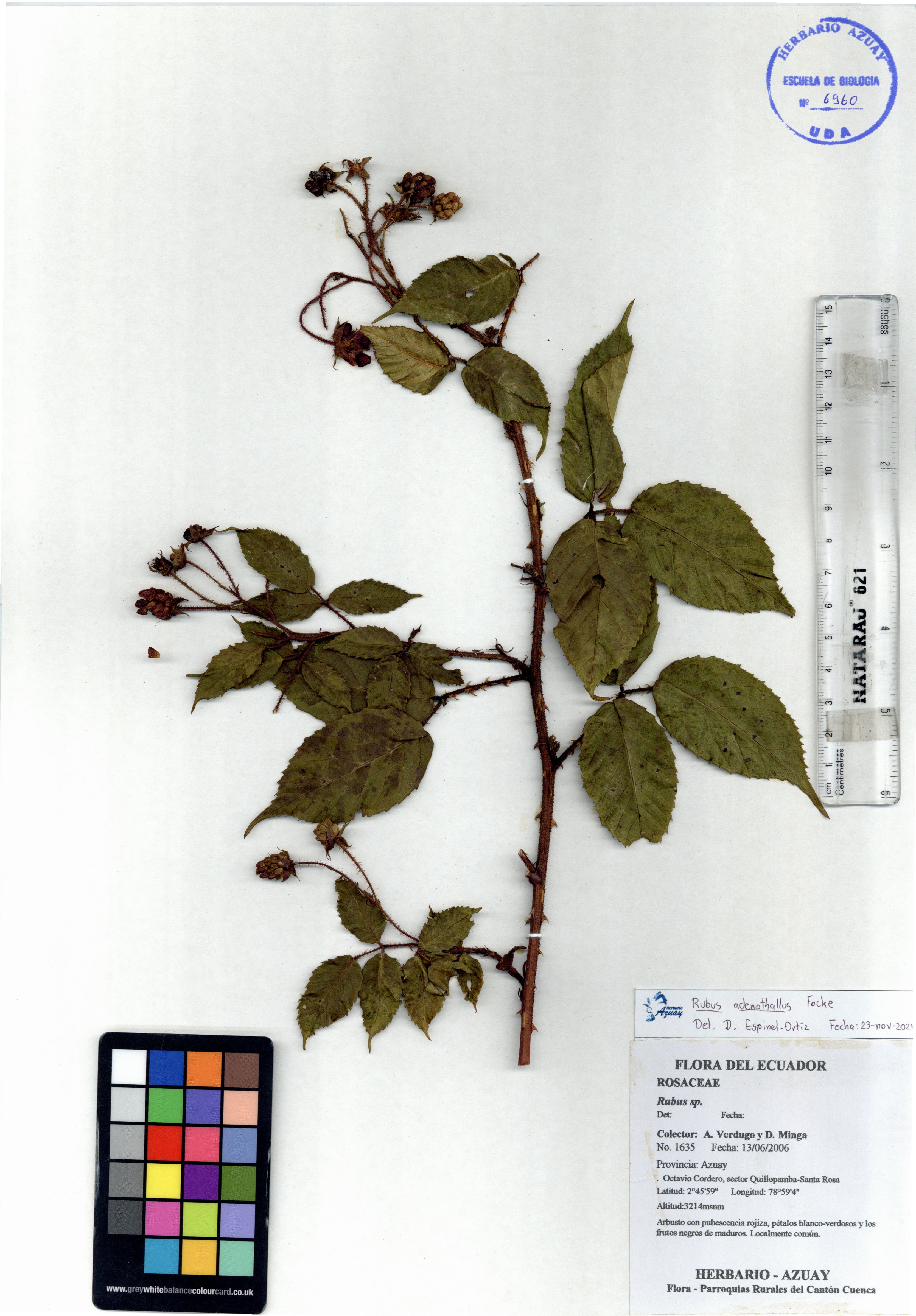 Rubus adenothallus Focke