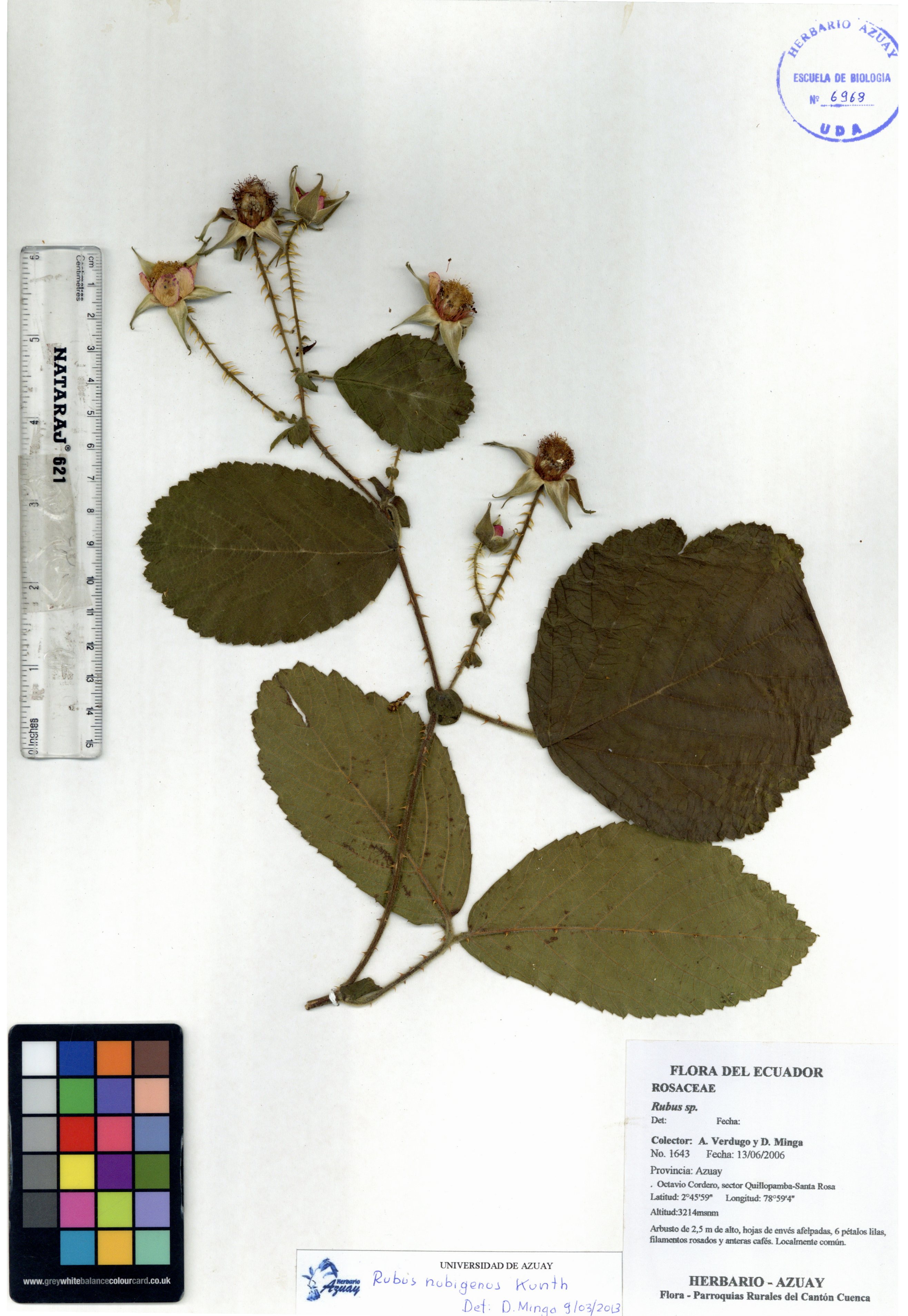 Rubus nubigenus Kunth