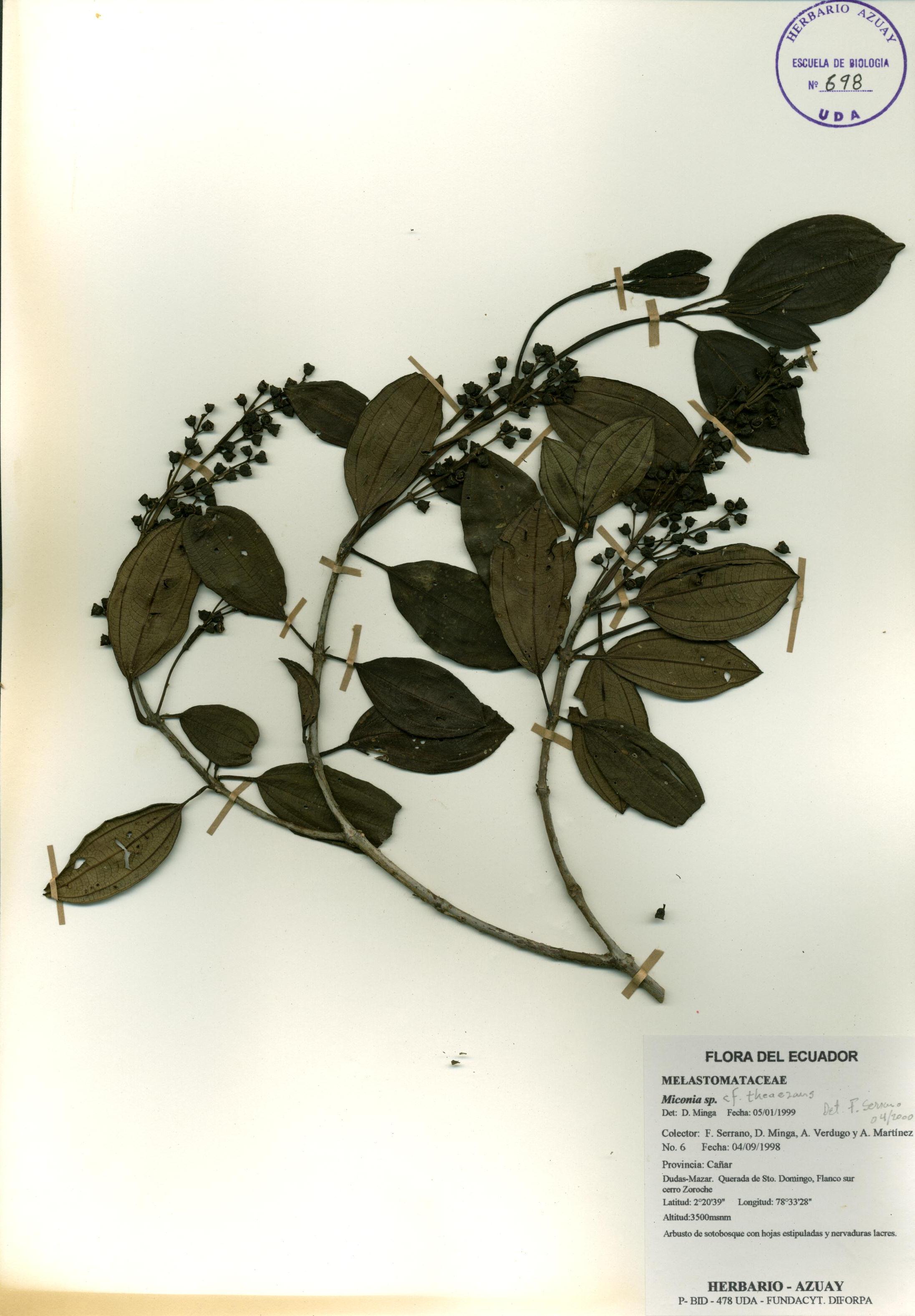 Miconia theaezans (Bonpl.) Cogn.
