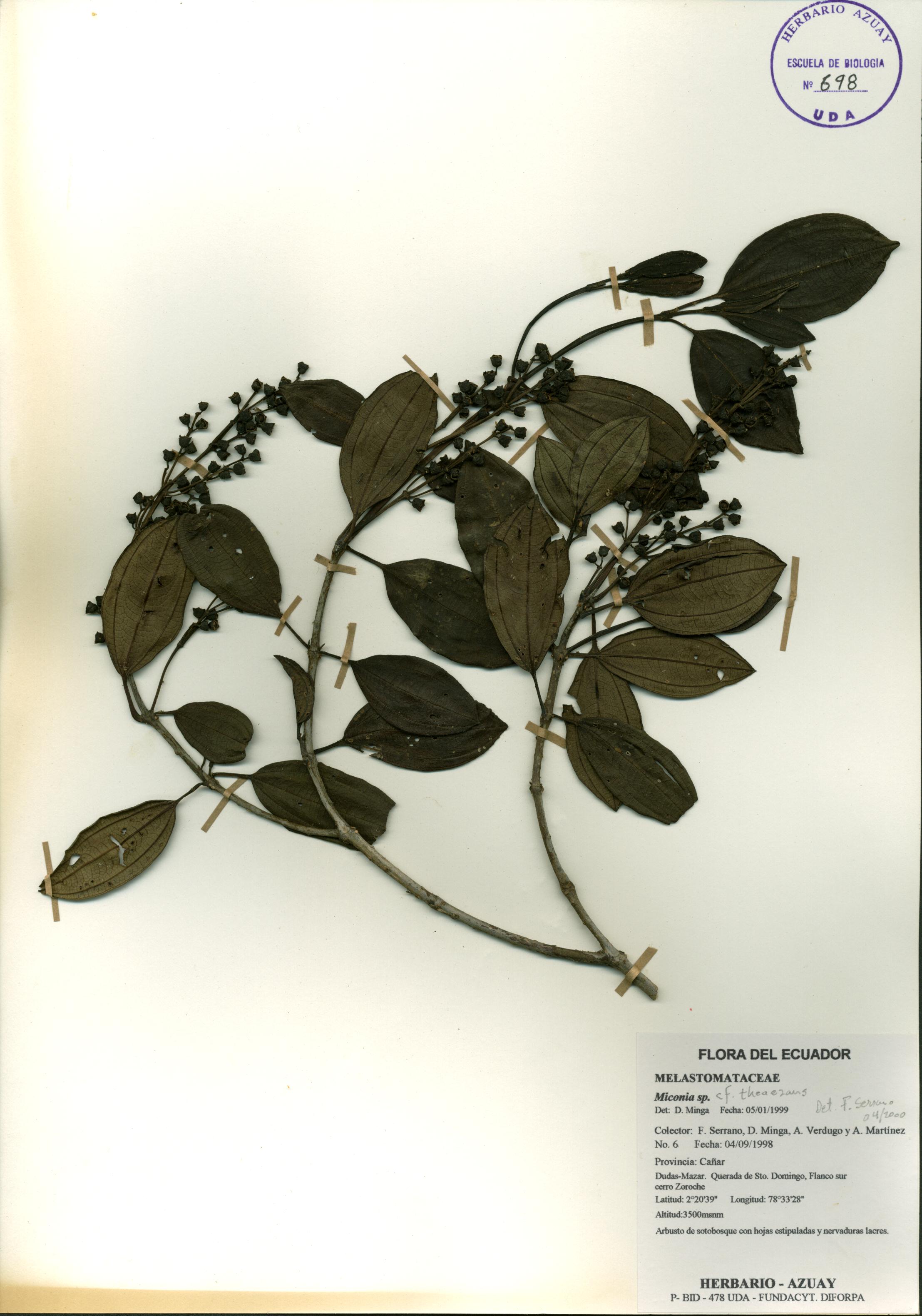 Miconia theaezans (Bonpl.) Cogn.