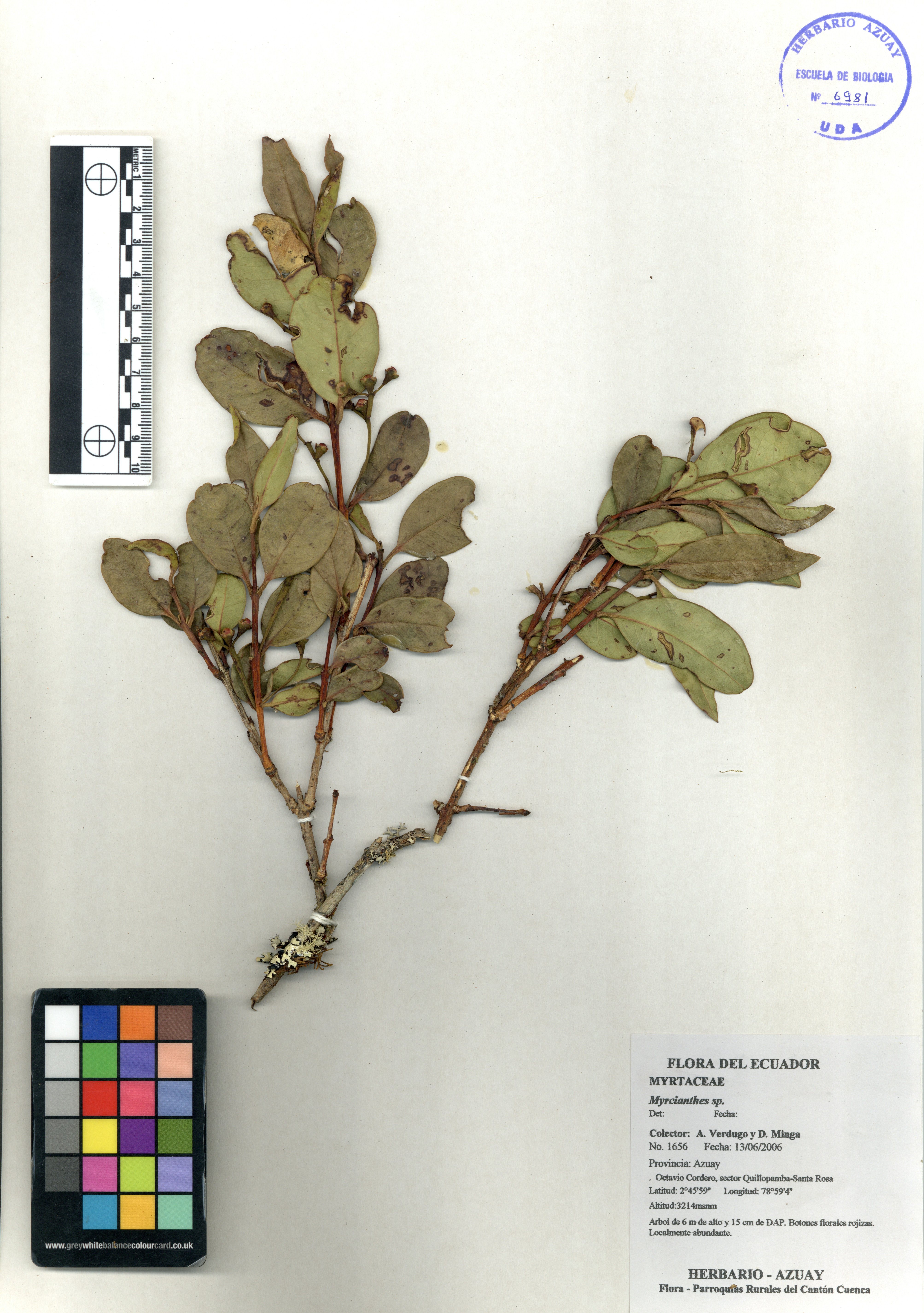 Myrcianthes sp. SIN DETERMINAR