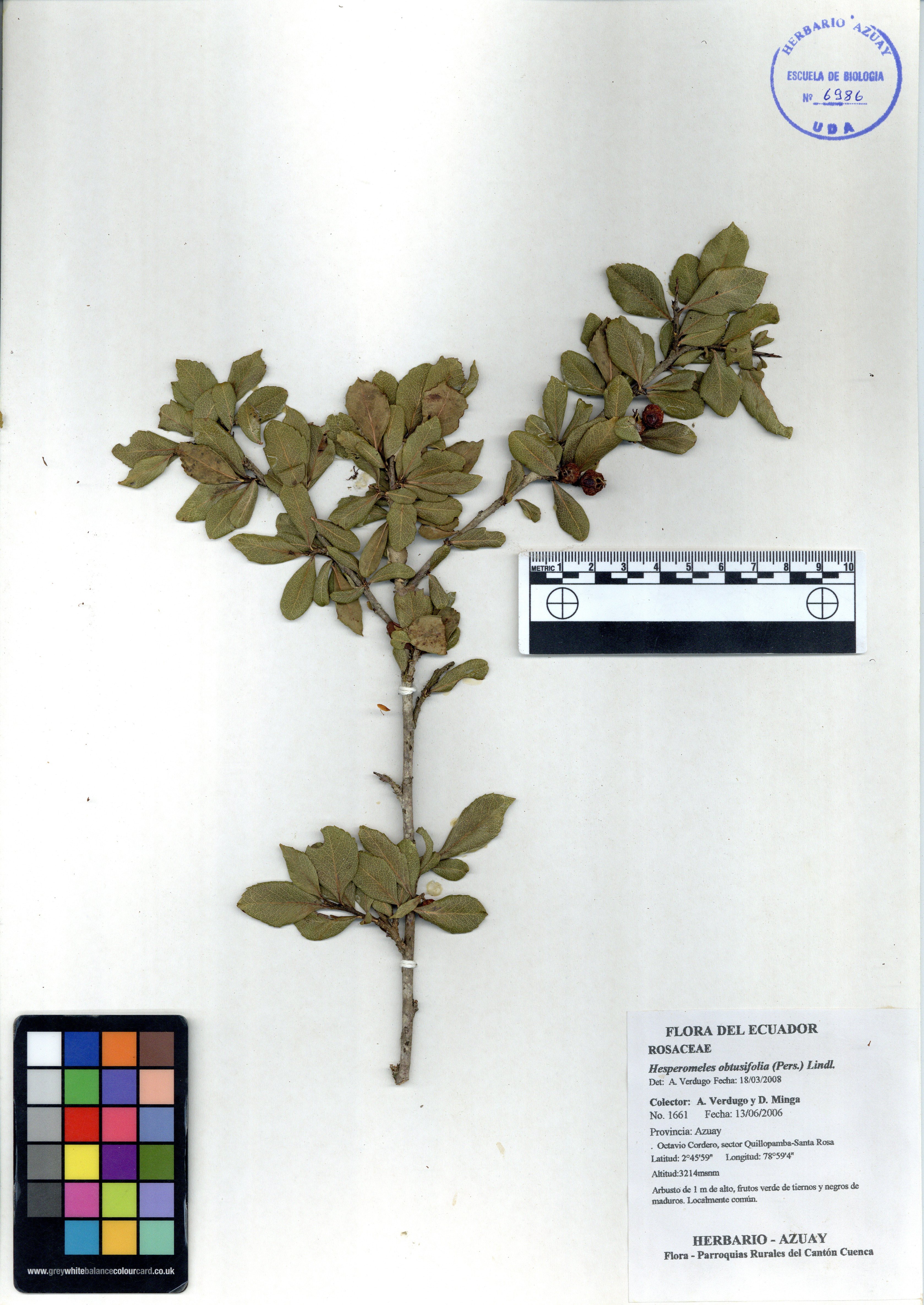 Hesperomeles obtusifolia (Pers.) Lindl.