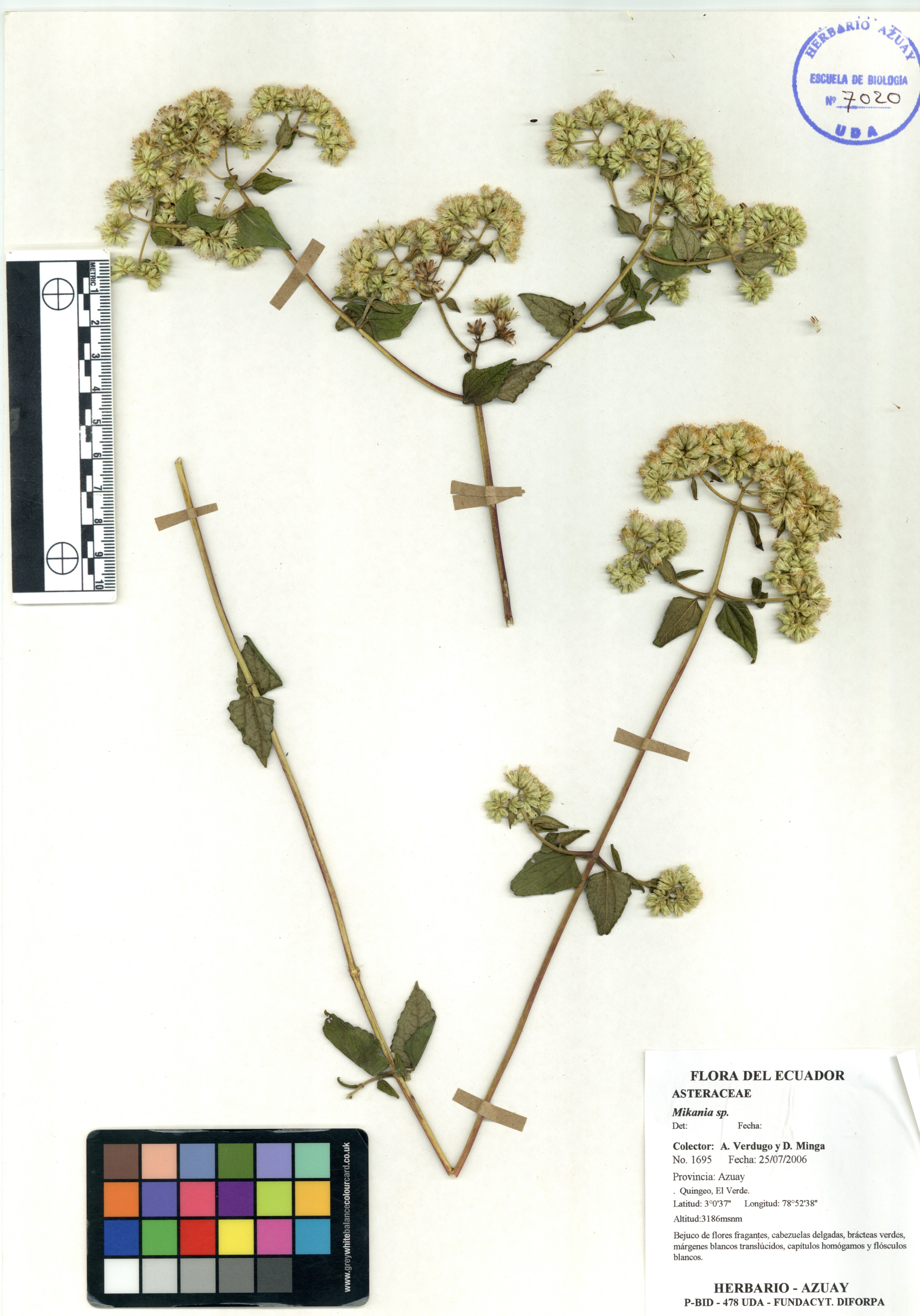 Bomarea sp. SIN DETERMINAR