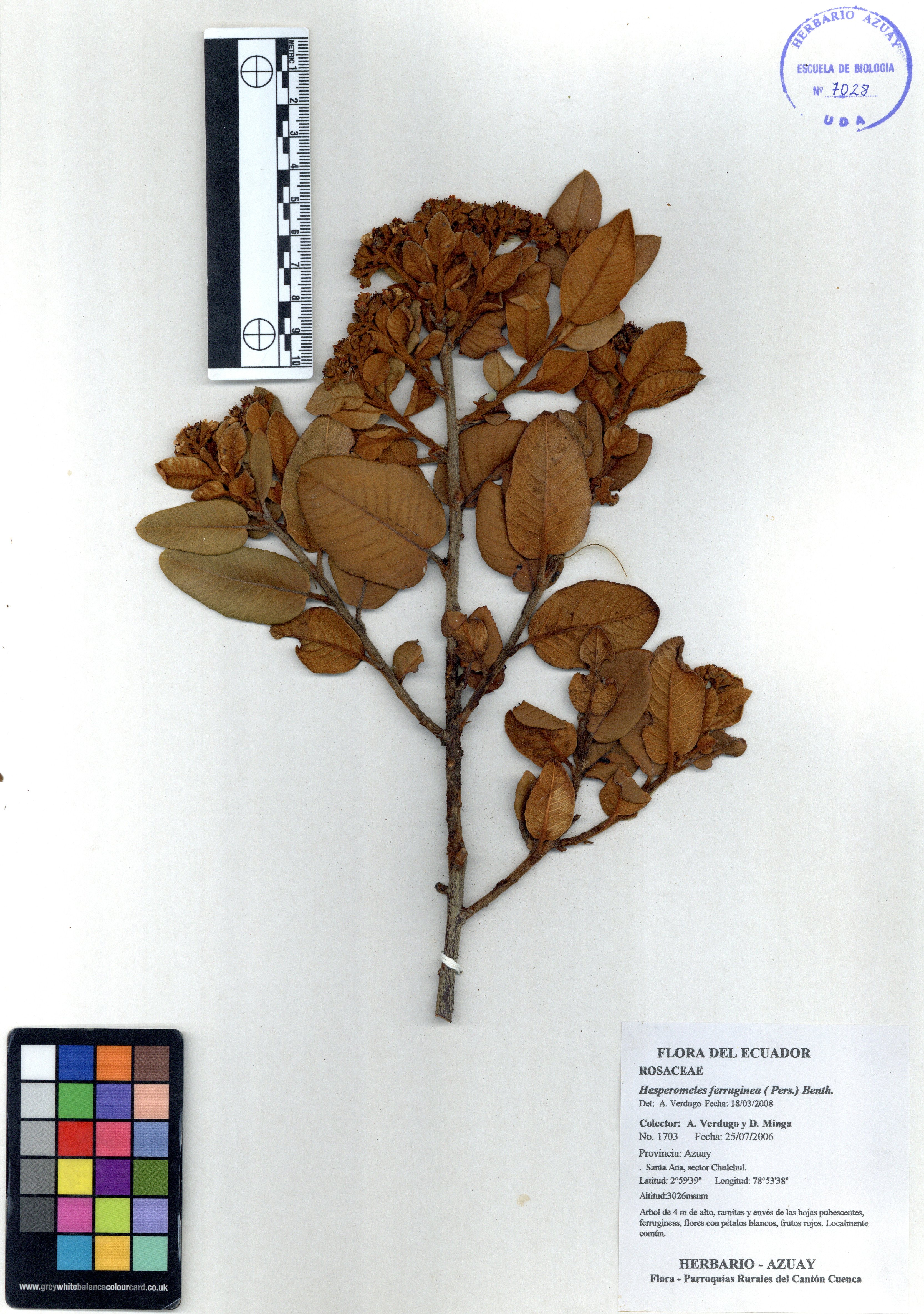 Hesperomeles ferruginea ( Pers.) Benth.
