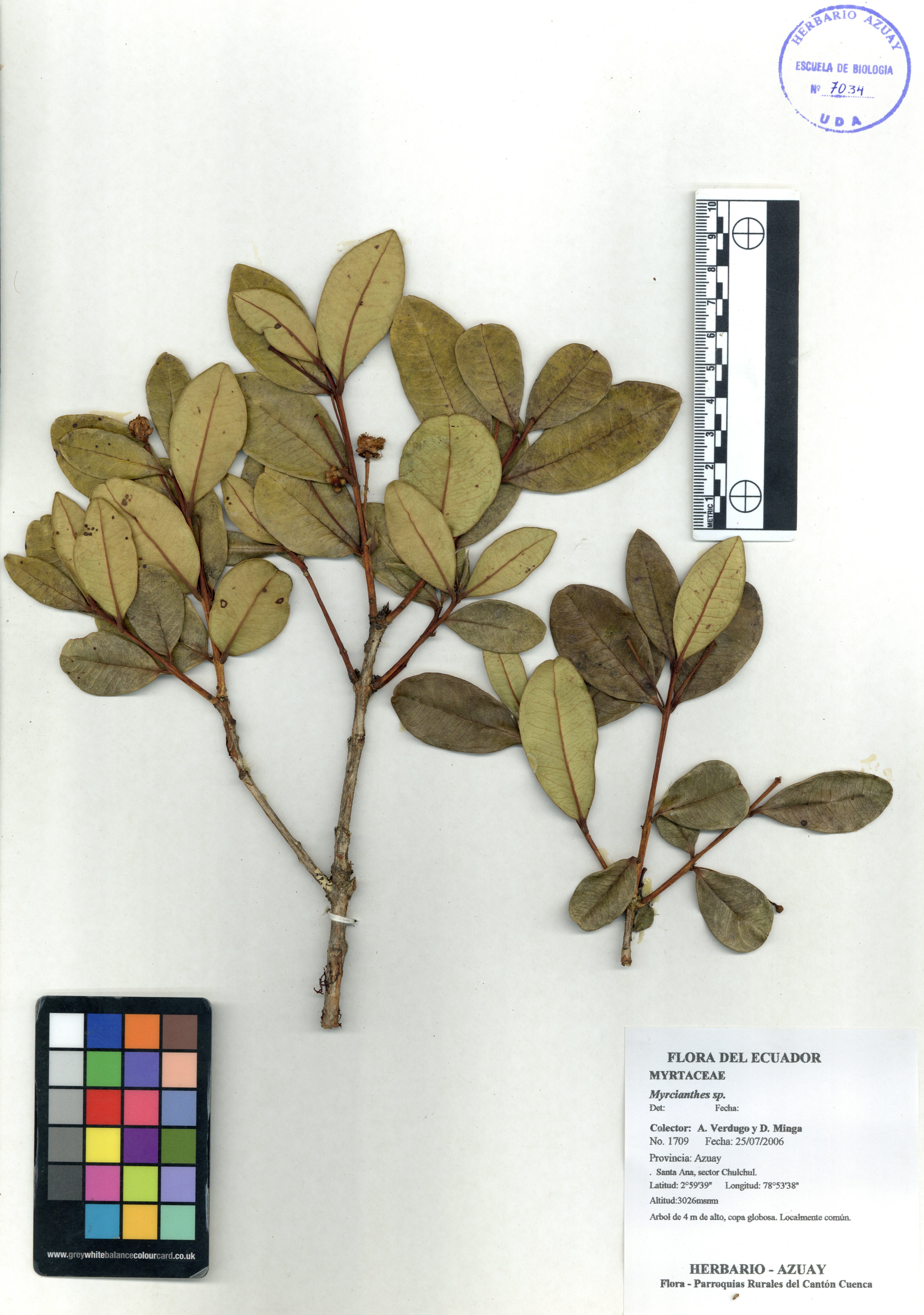 Myrcianthes sp. SIN DETERMINAR