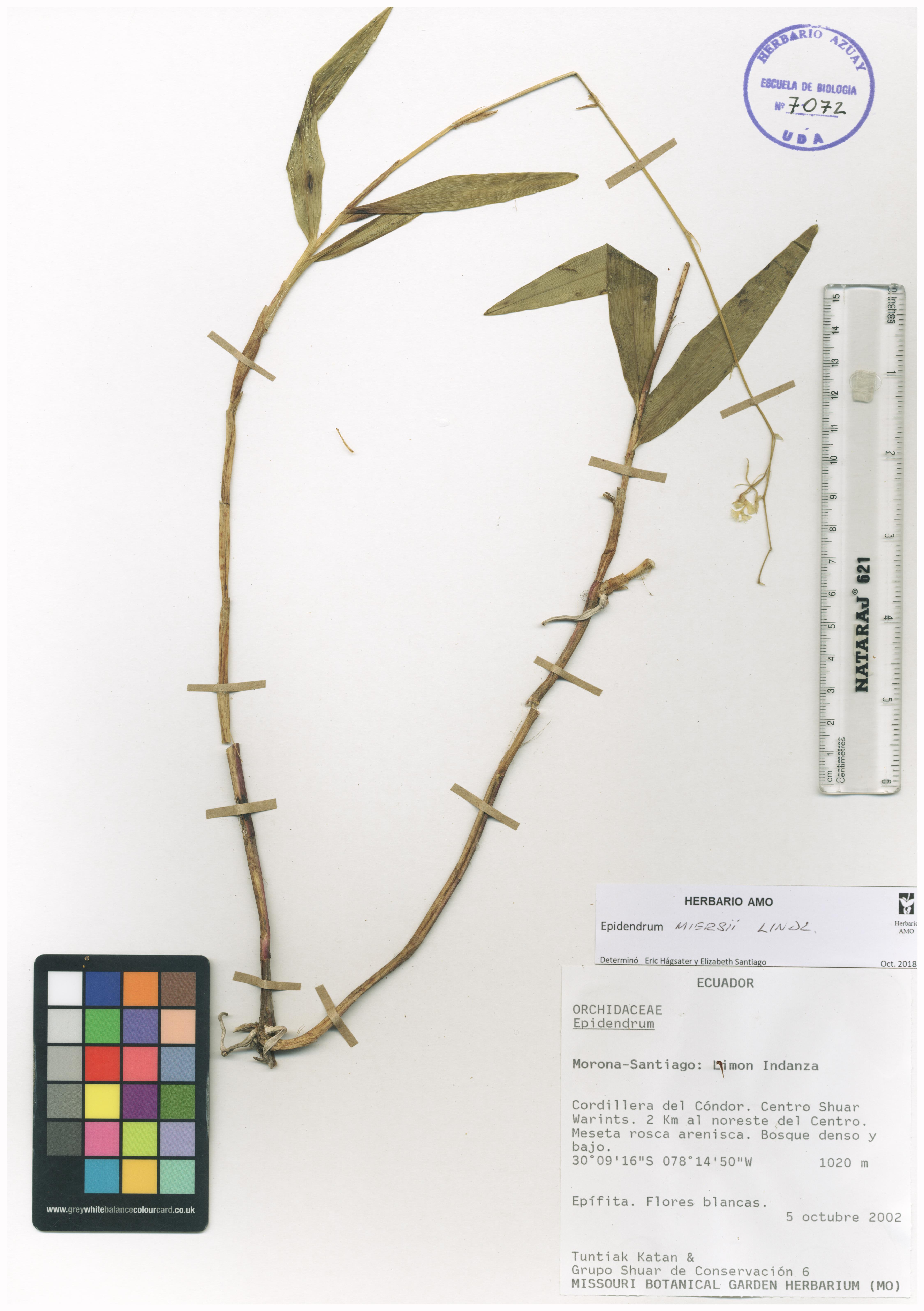 Epidendrum miersii Lindl.