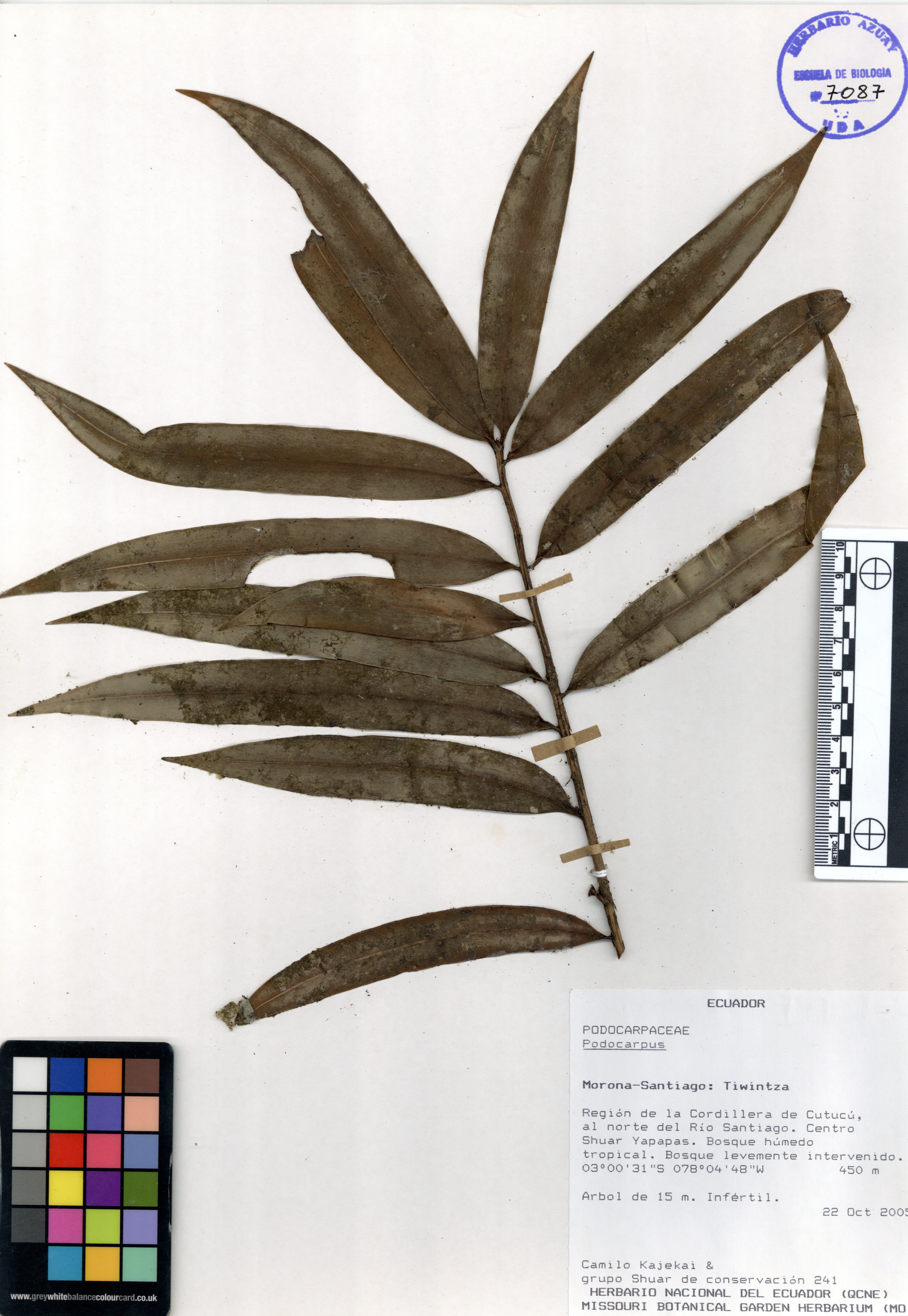Podocarpus sp. SIN DETERMINAR