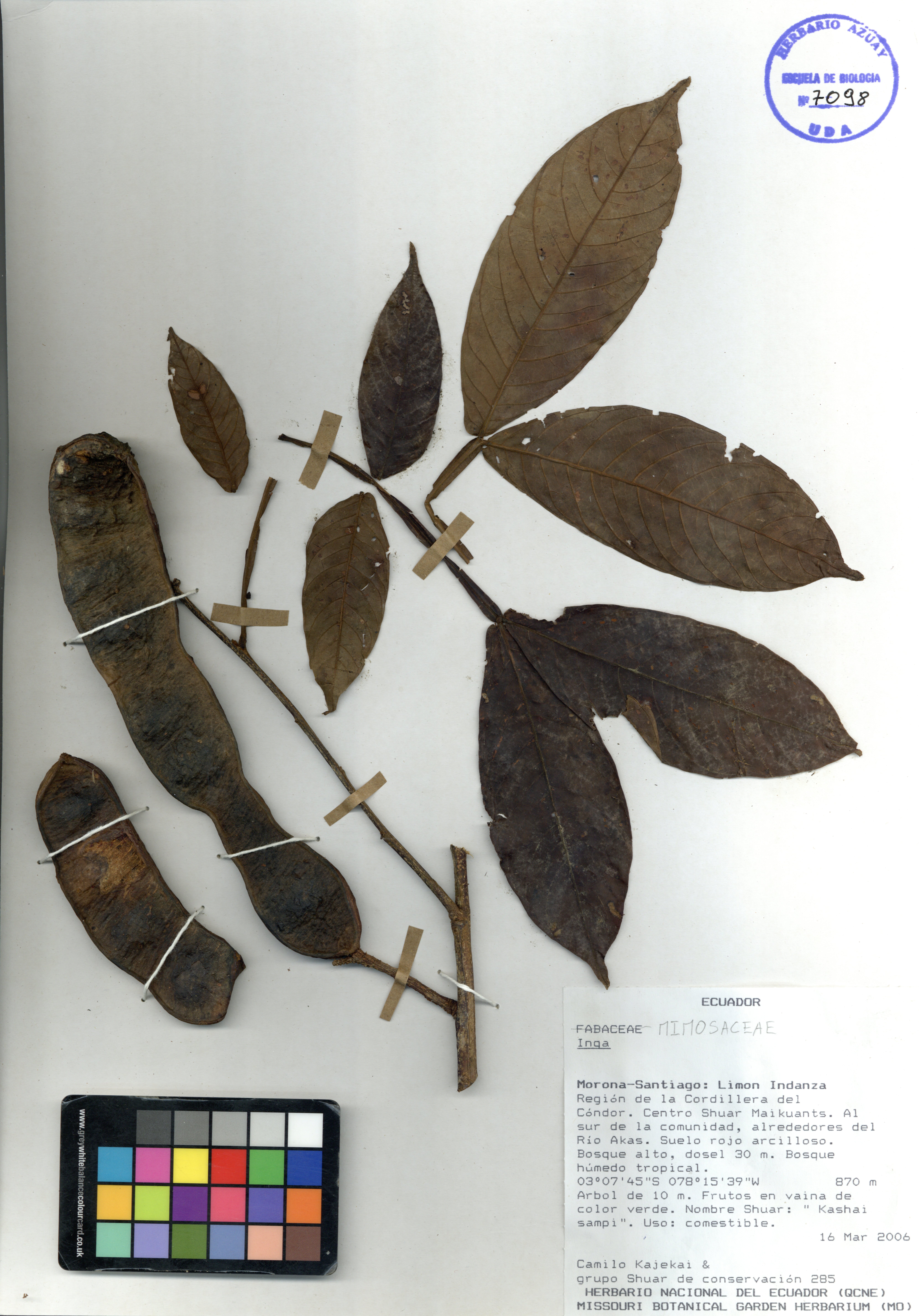 Inga sp. SIN DETERMINAR